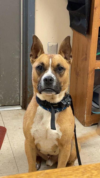 Enlarge Bubby 39692, a Adoptable Boxer in Prattville, AL image 3/3