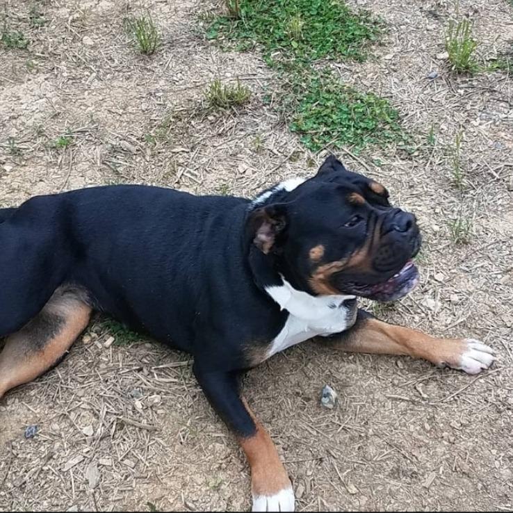 Rhea, Adoptable, Senior Female English Bulldog.