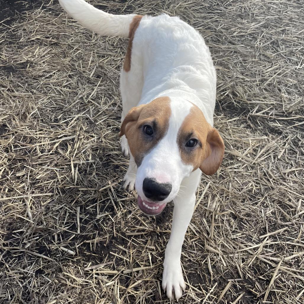 Glenn, Adoptable, Puppy Male Great Pyrenees.
