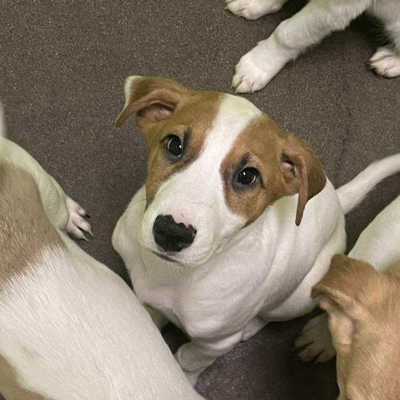 Glenn, Adoptable, Puppy Male Great Pyrenees.