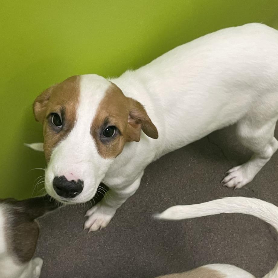 Enlarge Glenn, a Adoptable Great Pyrenees in Spokane, WA image 3/4