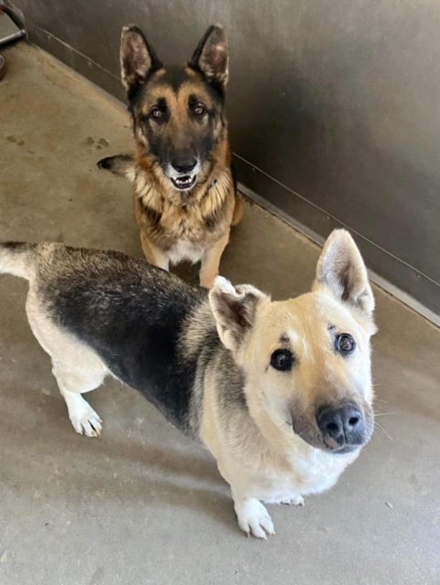 Enlarge Cornwall, a Adopted German Shepherd Dog in Tallulah, LA image 1/2