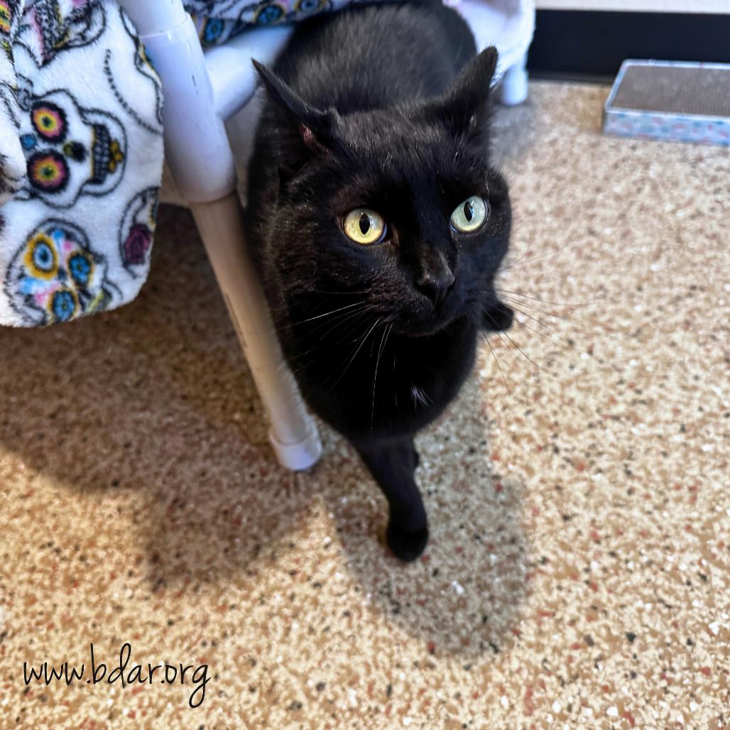 Lucky, Adoptable, Senior Female Domestic Short Hair.