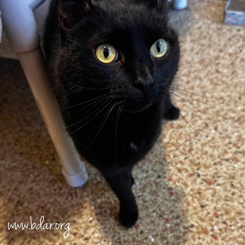 Enlarge Lucky, a Adoptable Domestic Short Hair in Cheyenne, WY image 2/2