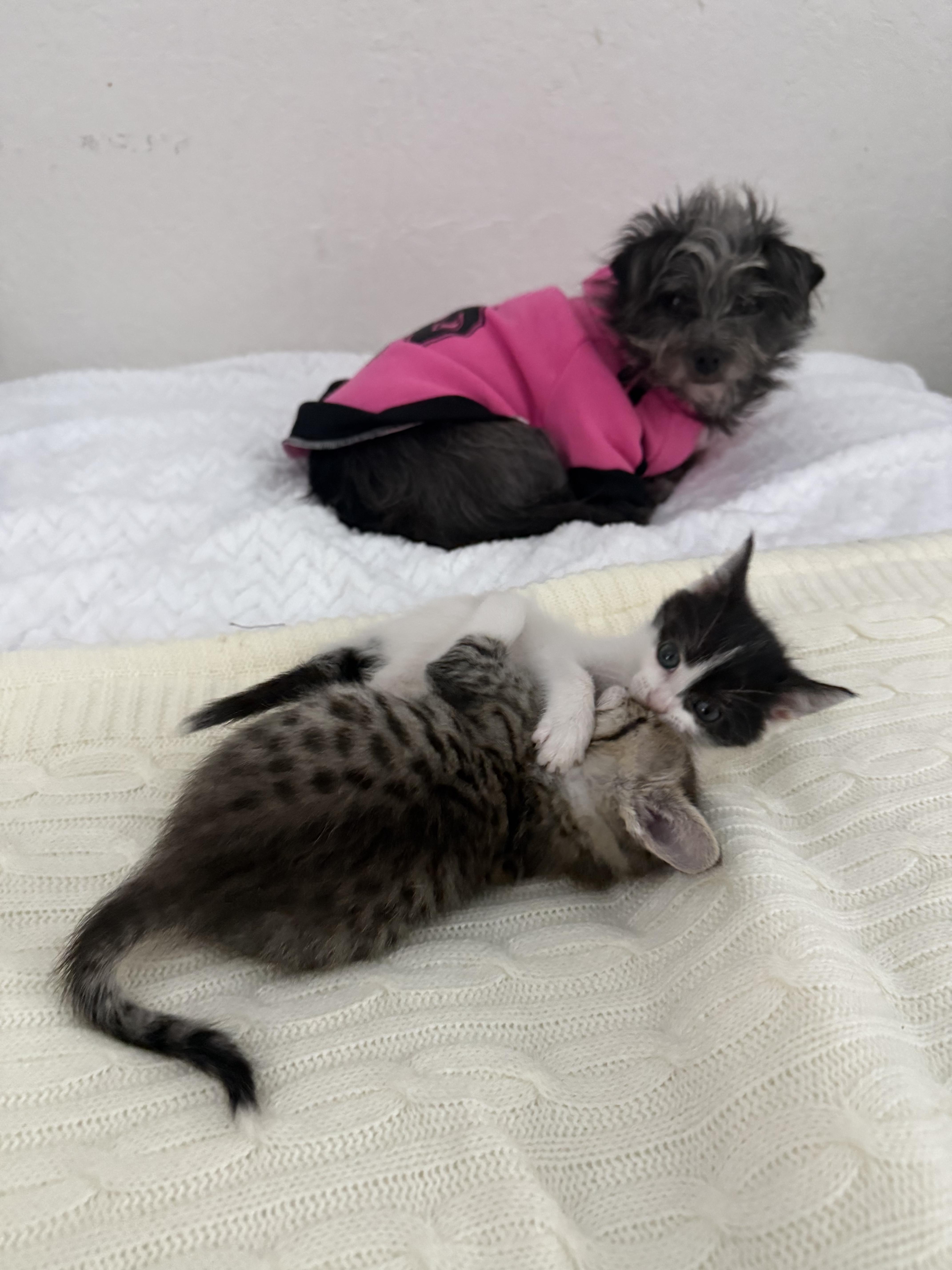 Enlarge Timothy, an adopted Domestic Short Hair in Antioch, CA image 3/3