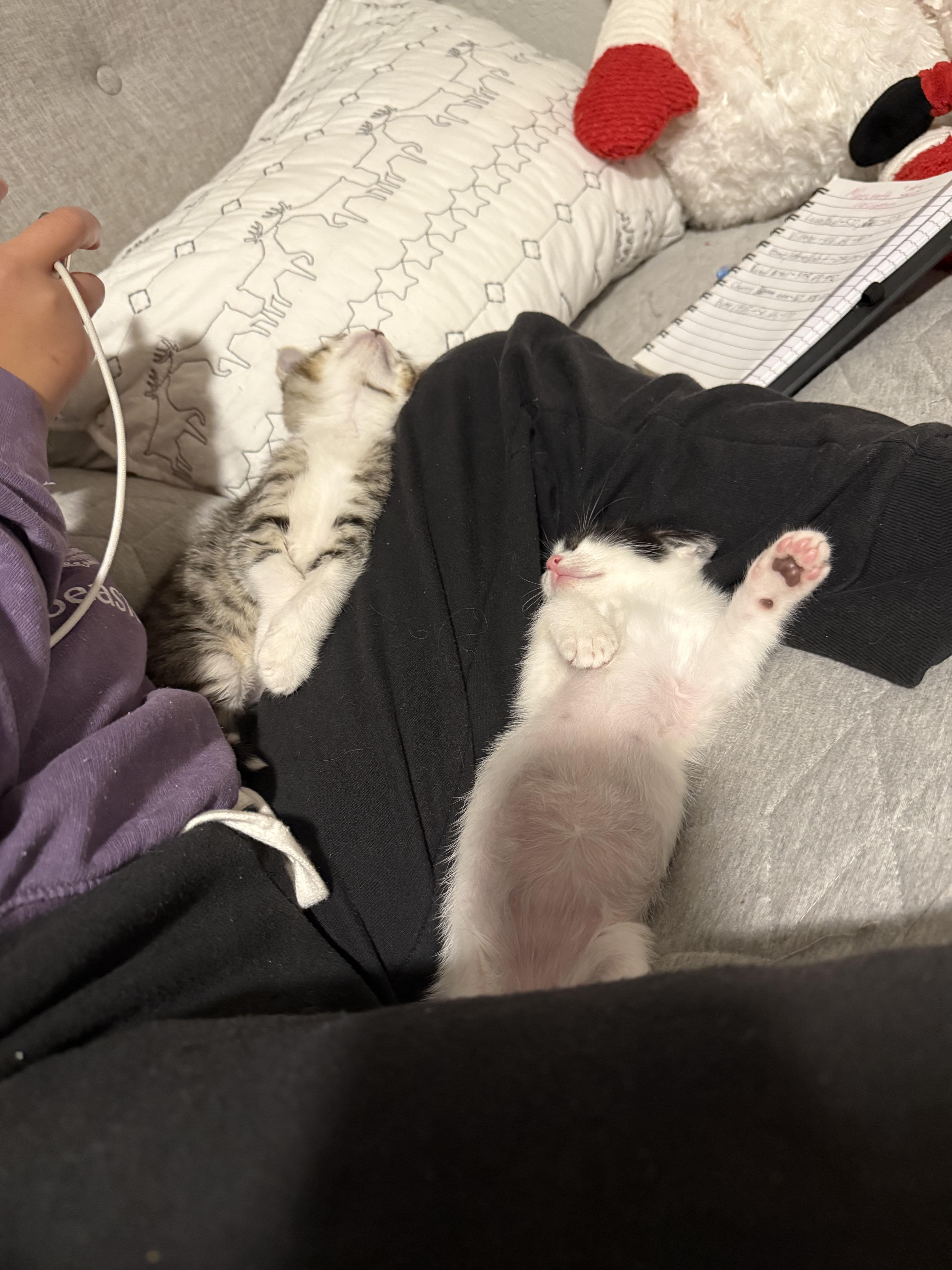 Enlarge Timothy, an adopted Domestic Short Hair in Antioch, CA image 2/3