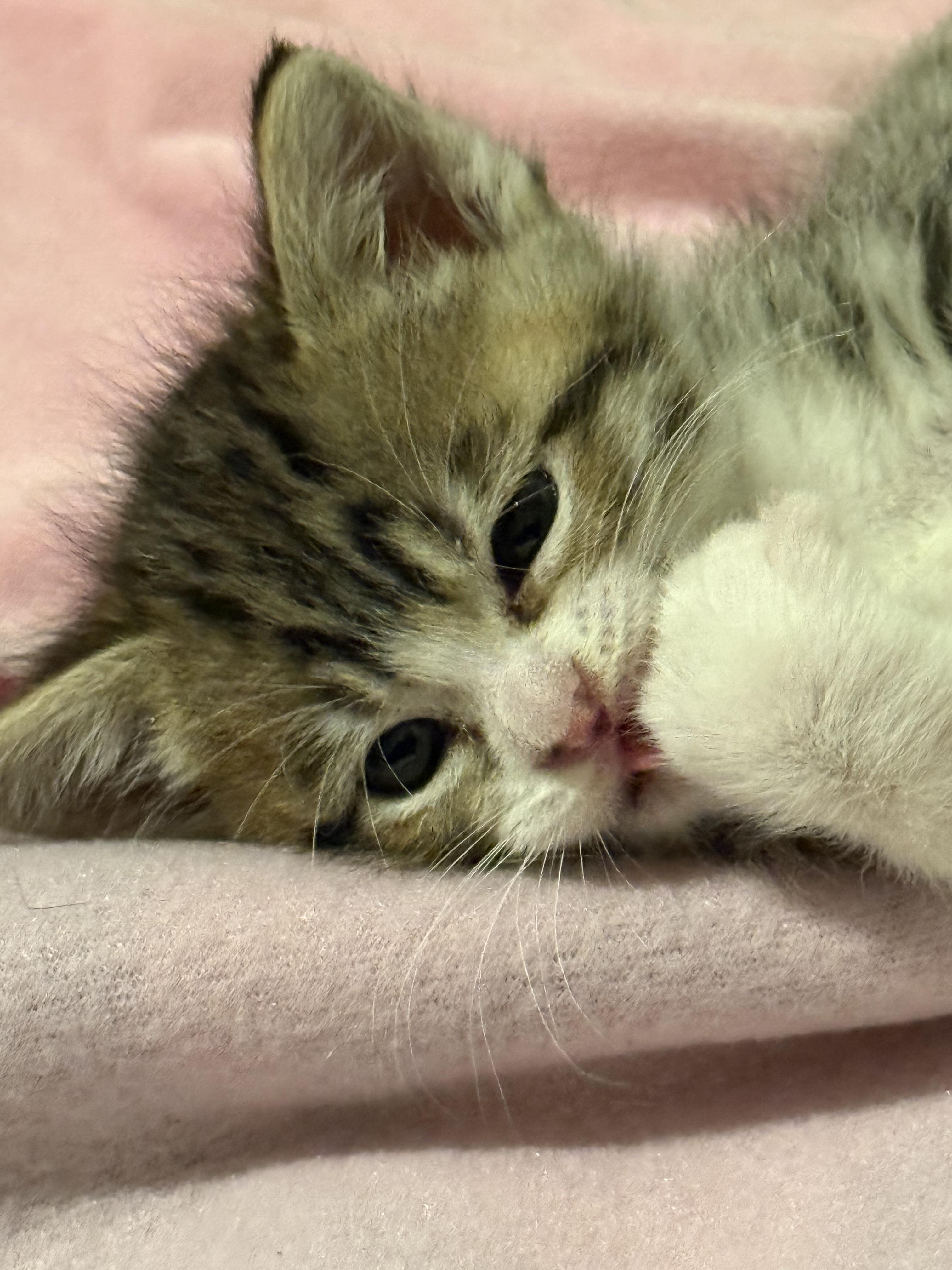 Enlarge Timothy, an adopted Domestic Short Hair in Antioch, CA image 1/3