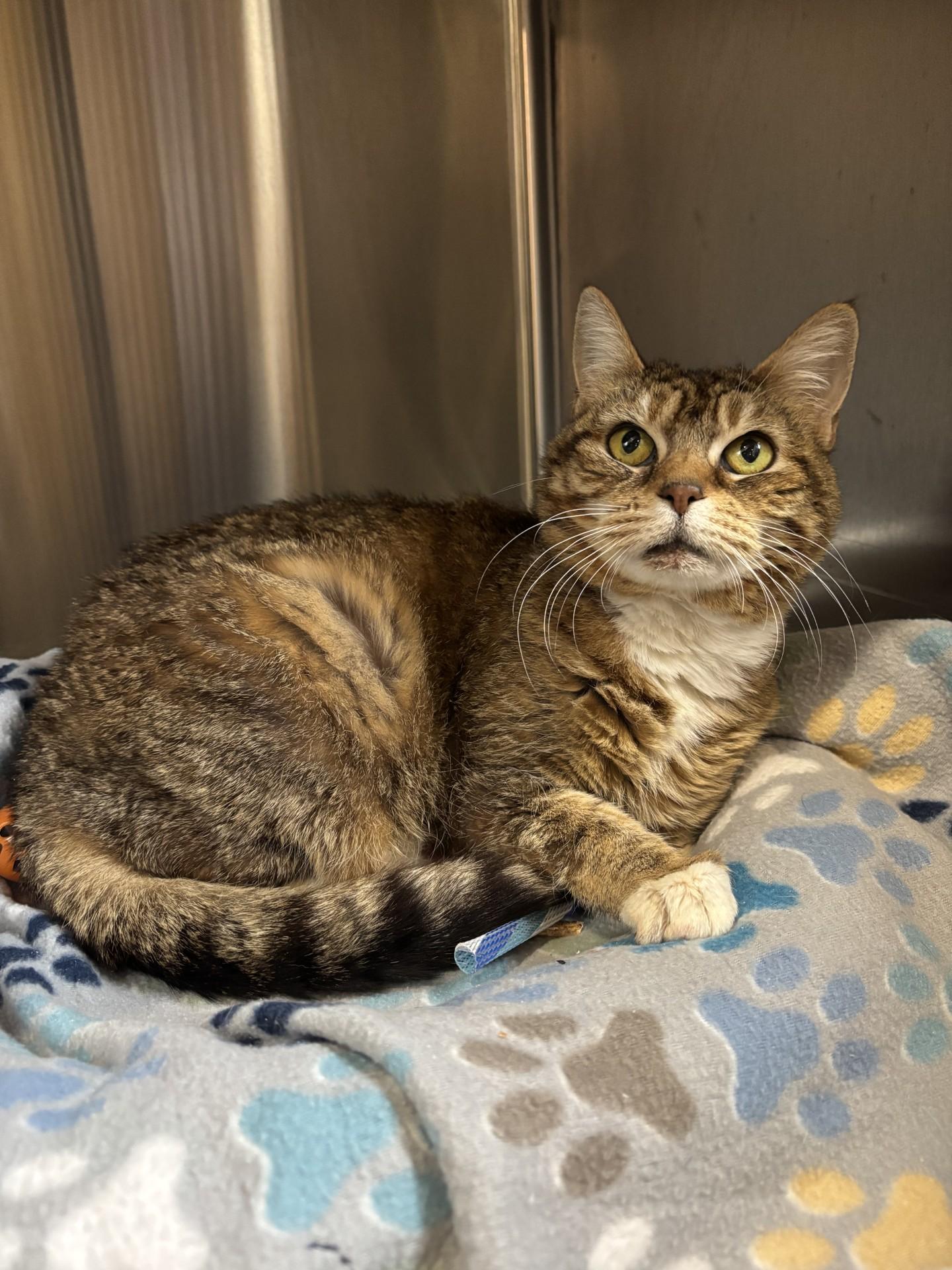 Enlarge #138 Laverne, a Adopted Domestic Short Hair in Pawtucket, RI image 1/1