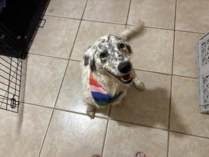 Enlarge Sprinkles 51847, an adopted Mixed Breed in Oklahoma City, OK image 2/3