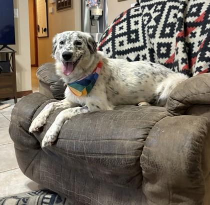 Sprinkles 51847, adopted, Adult Female Mixed Breed.