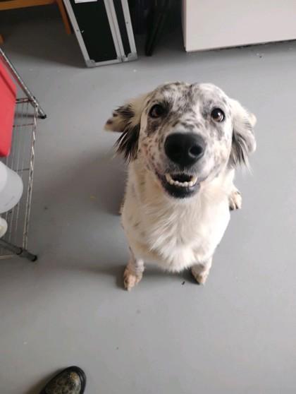 Enlarge Sprinkles 51847, an adopted Mixed Breed in Oklahoma City, OK image 3/3