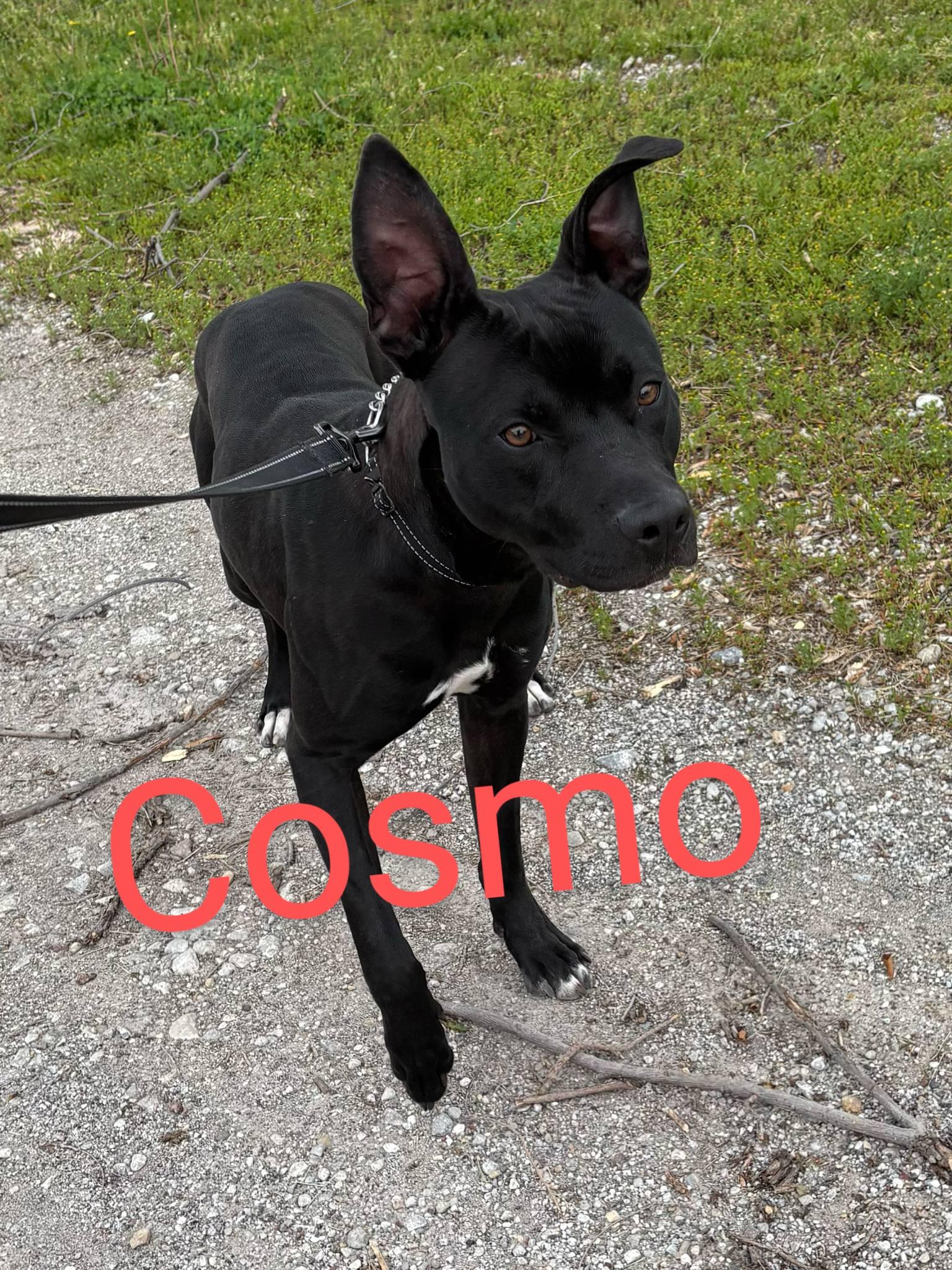 Enlarge Cosmo, a Adopted mixed breed in Elwood, IN image 1/1