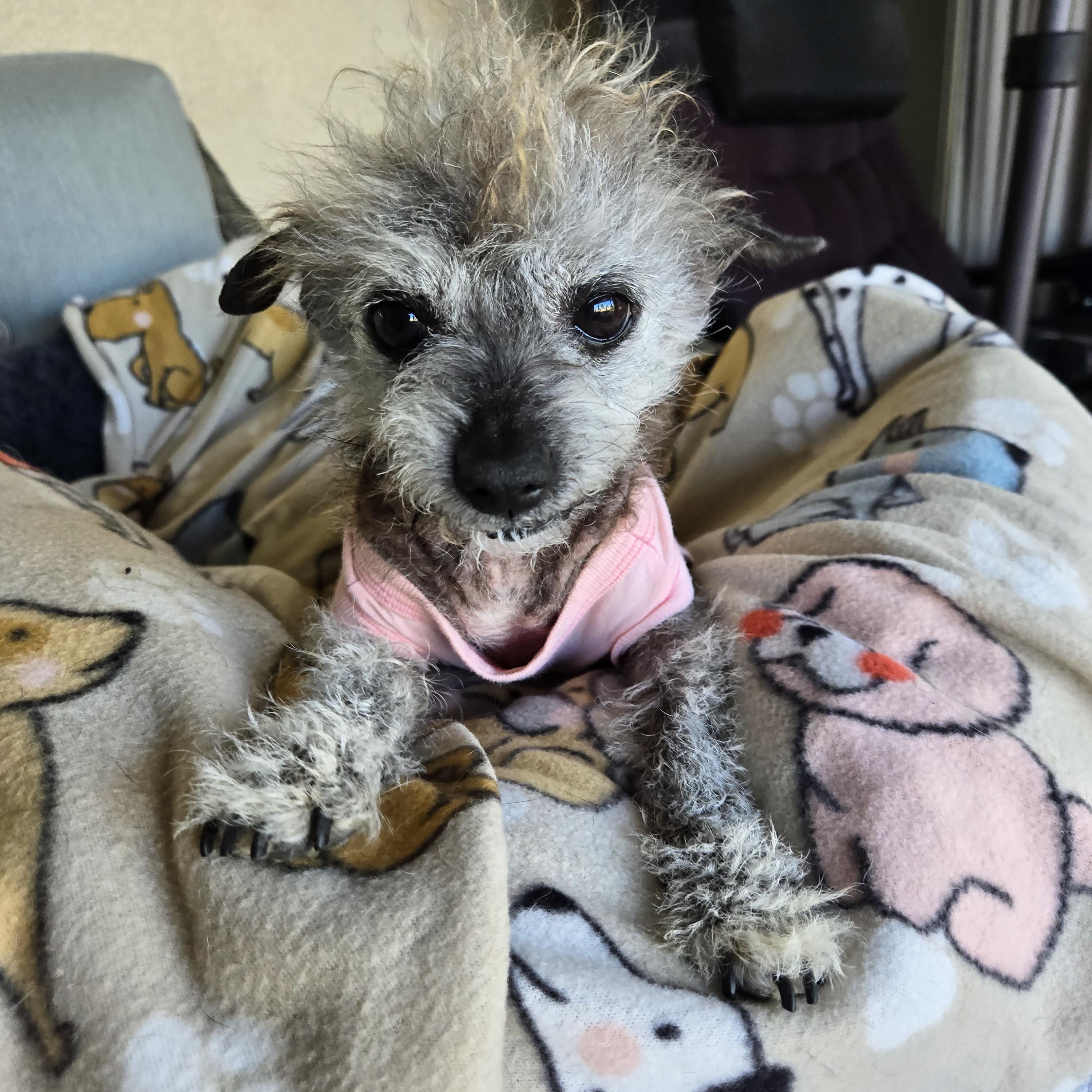 Enlarge Miss Peaches , an adopted mixed breed in Palm Desert, CA image 2/6