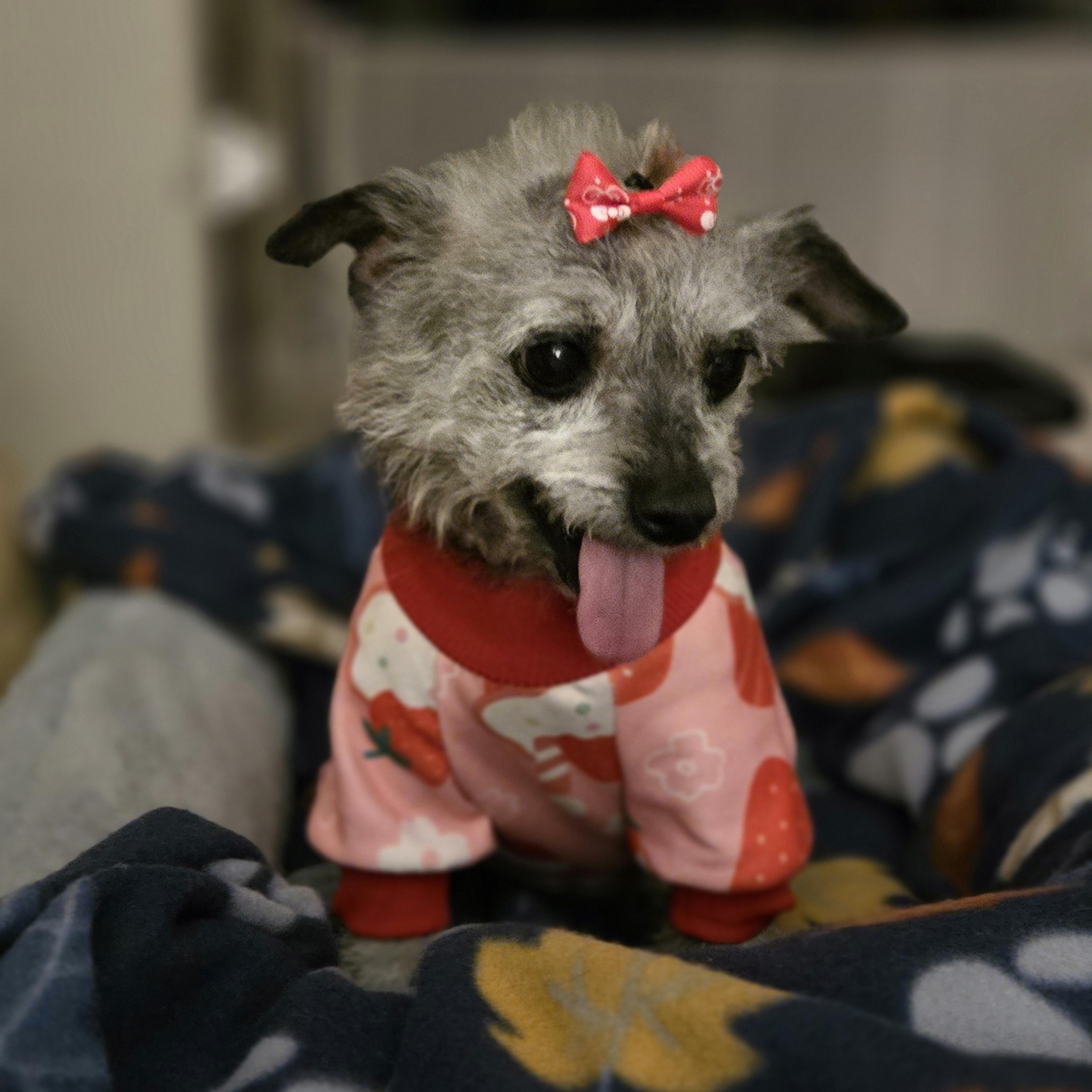 Enlarge Miss Peaches , an adopted mixed breed in Palm Desert, CA image 4/6