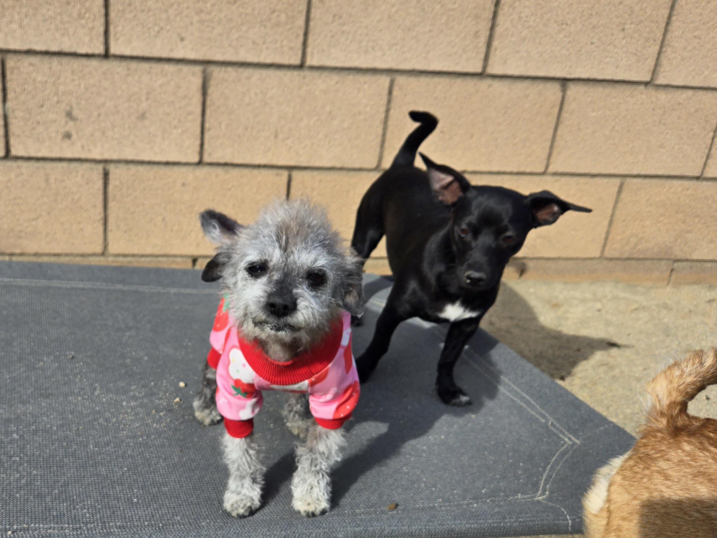 Enlarge Miss Peaches , an adopted mixed breed in Palm Desert, CA image 6/6