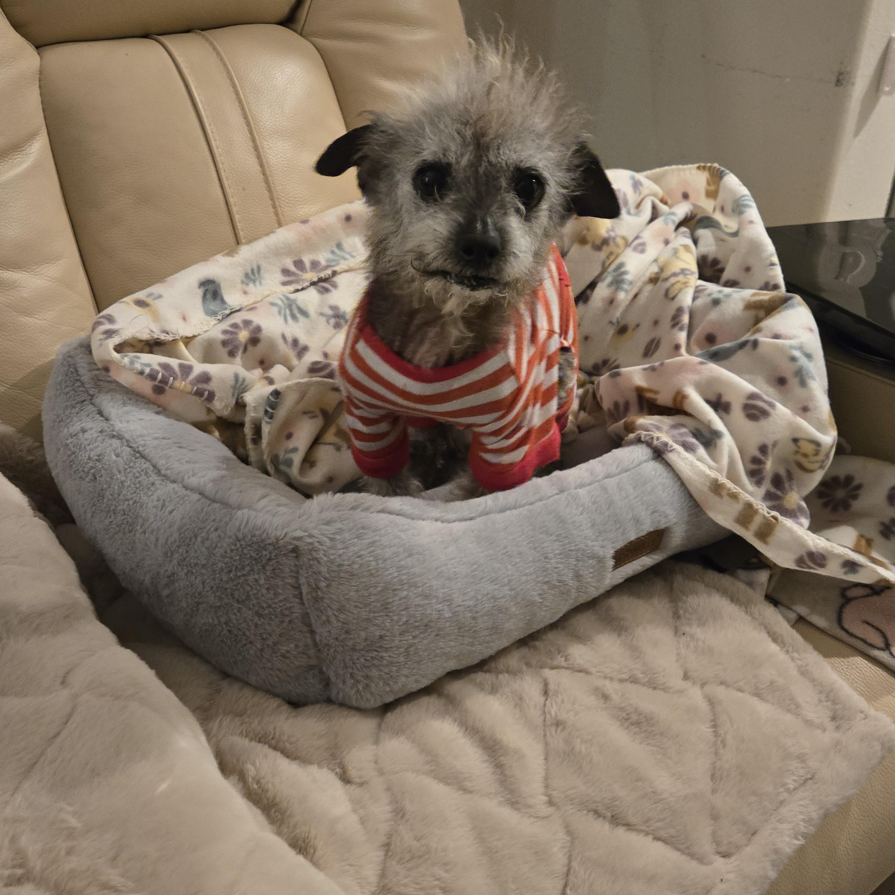 Enlarge Miss Peaches , an adopted mixed breed in Palm Desert, CA image 3/6