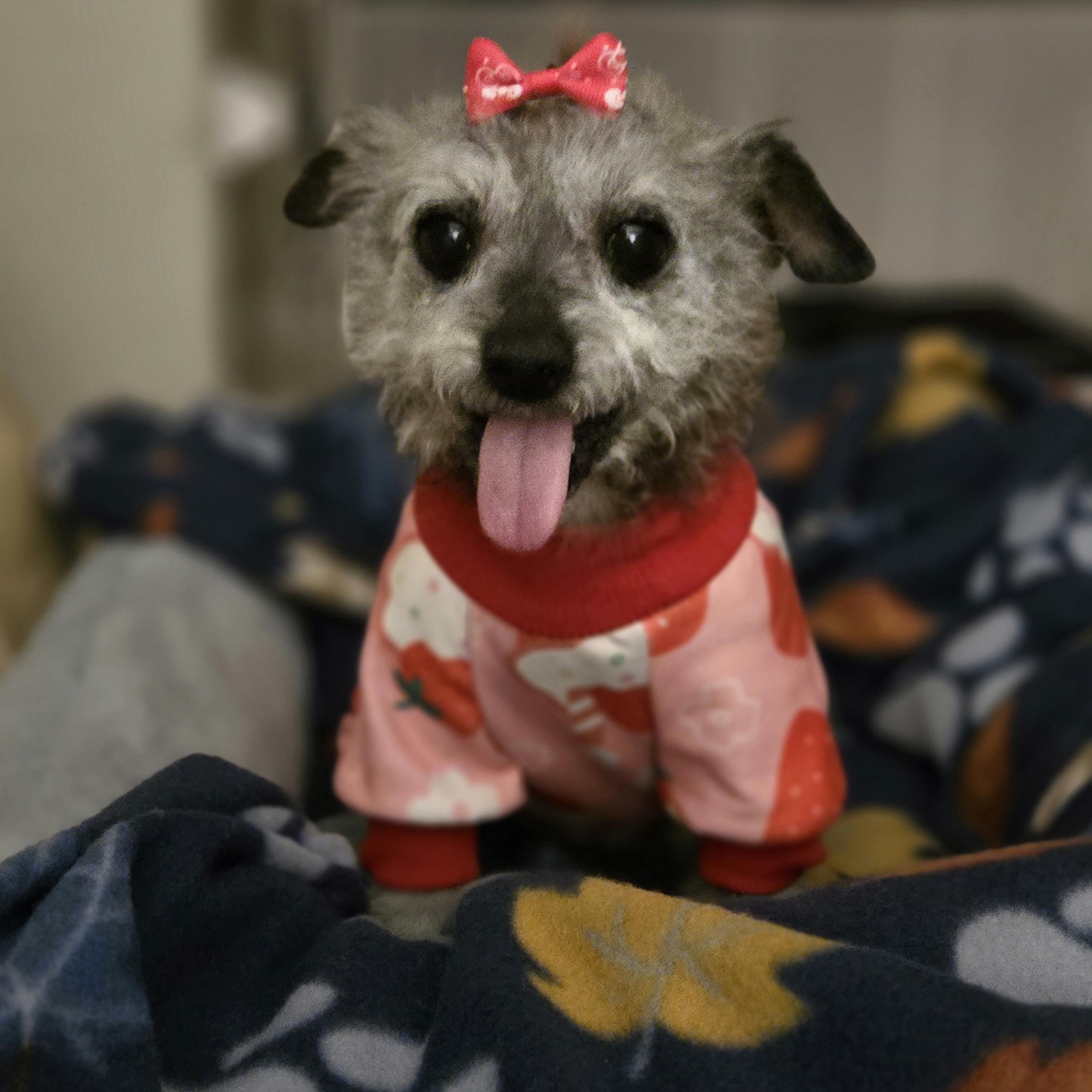 Miss Peaches , adopted, Senior Female Miniature Poodle.