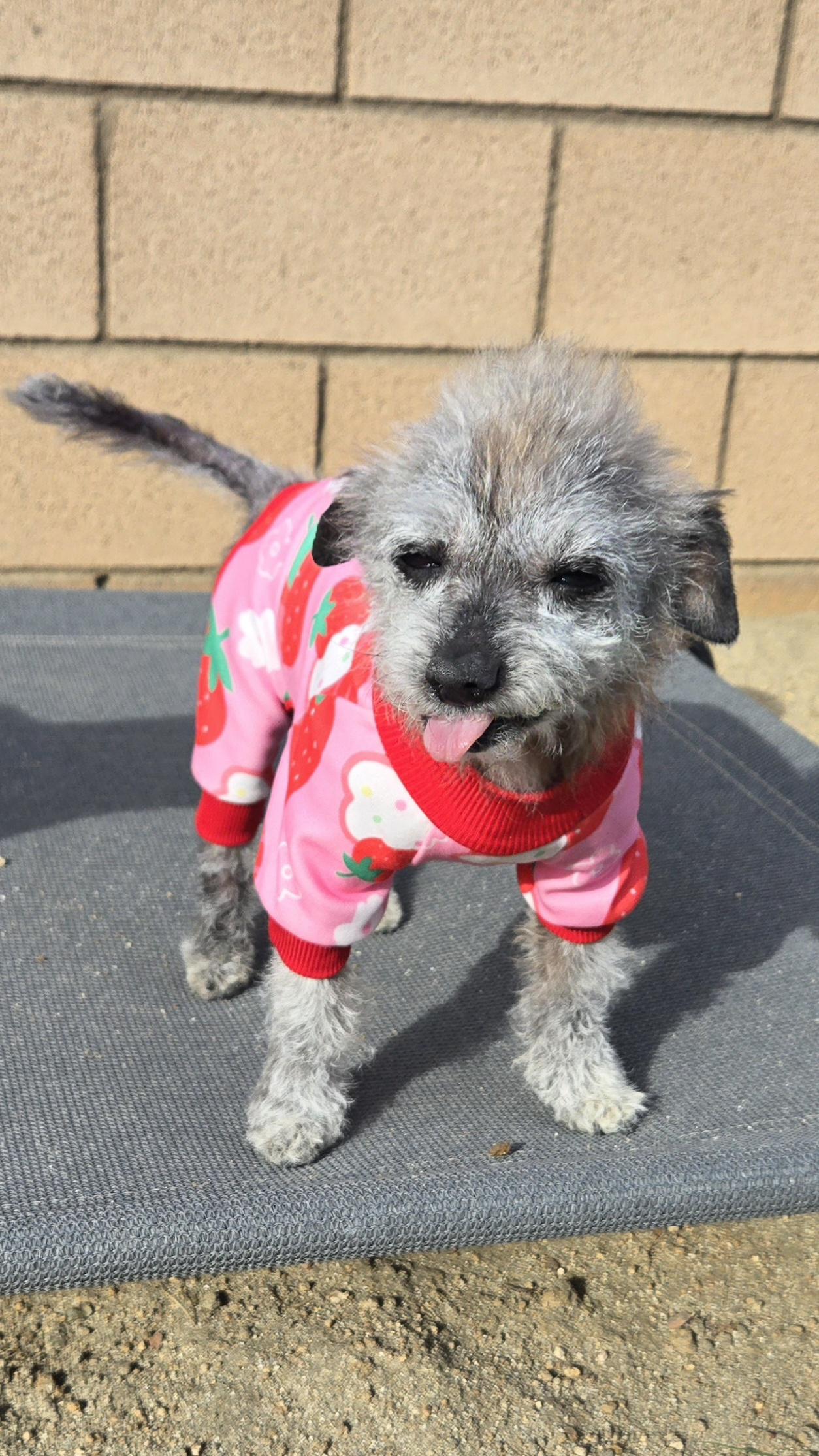 Enlarge Miss Peaches , an adopted mixed breed in Palm Desert, CA image 5/6