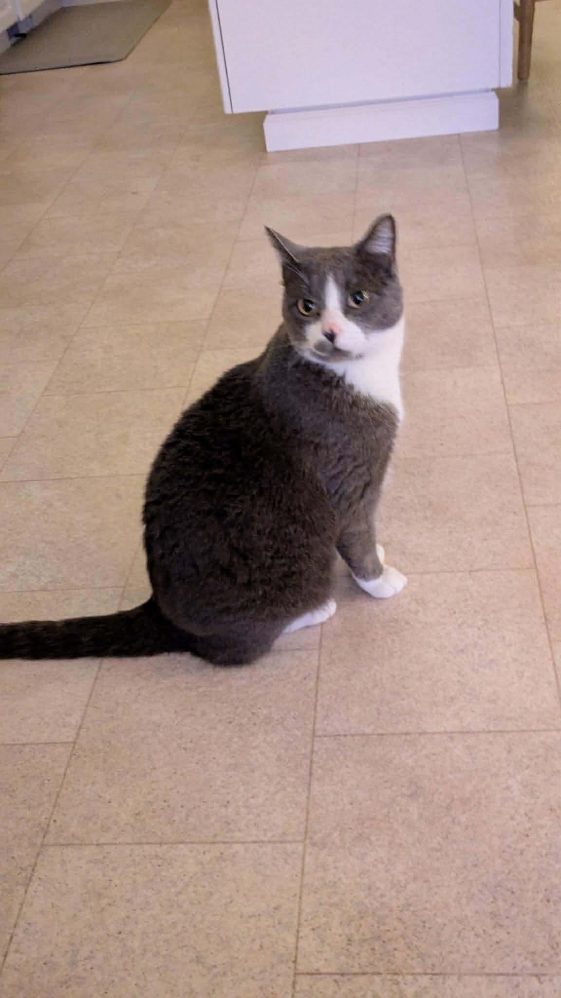 Joe - 20% off, Adoptable, Adult Male Tuxedo & Domestic Short Hair.