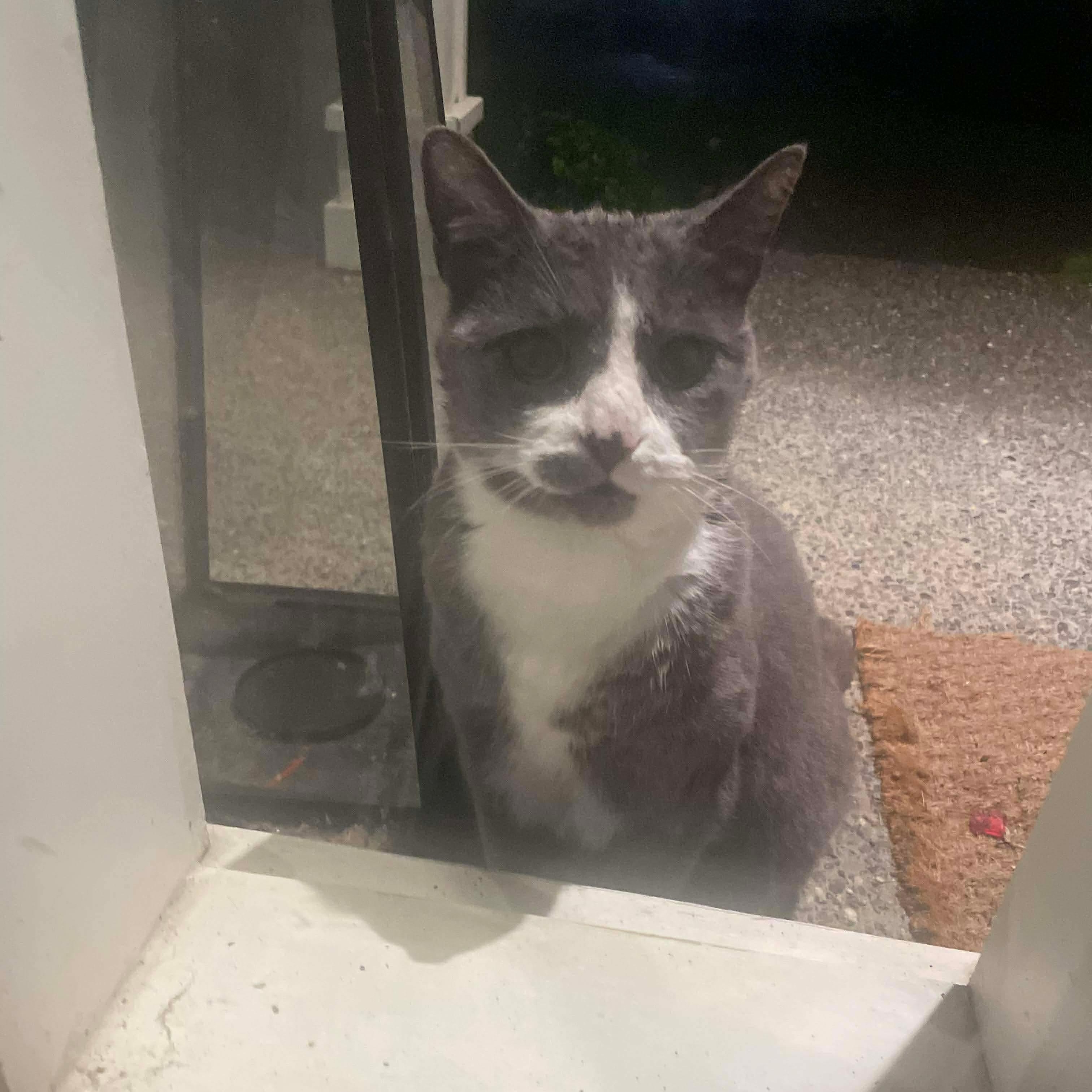 Enlarge Joe - 20% off, a Adoptable mixed breed in Gladstone, OR image 3/3