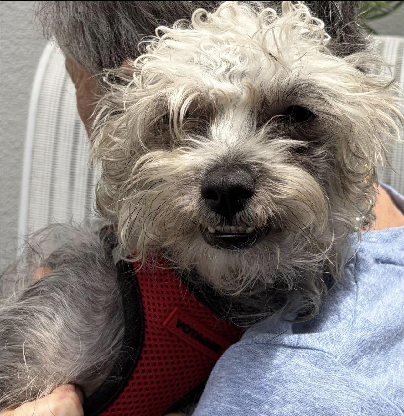 Coco Puff, ADOPTABLE, Adult Female Maltipoo.
