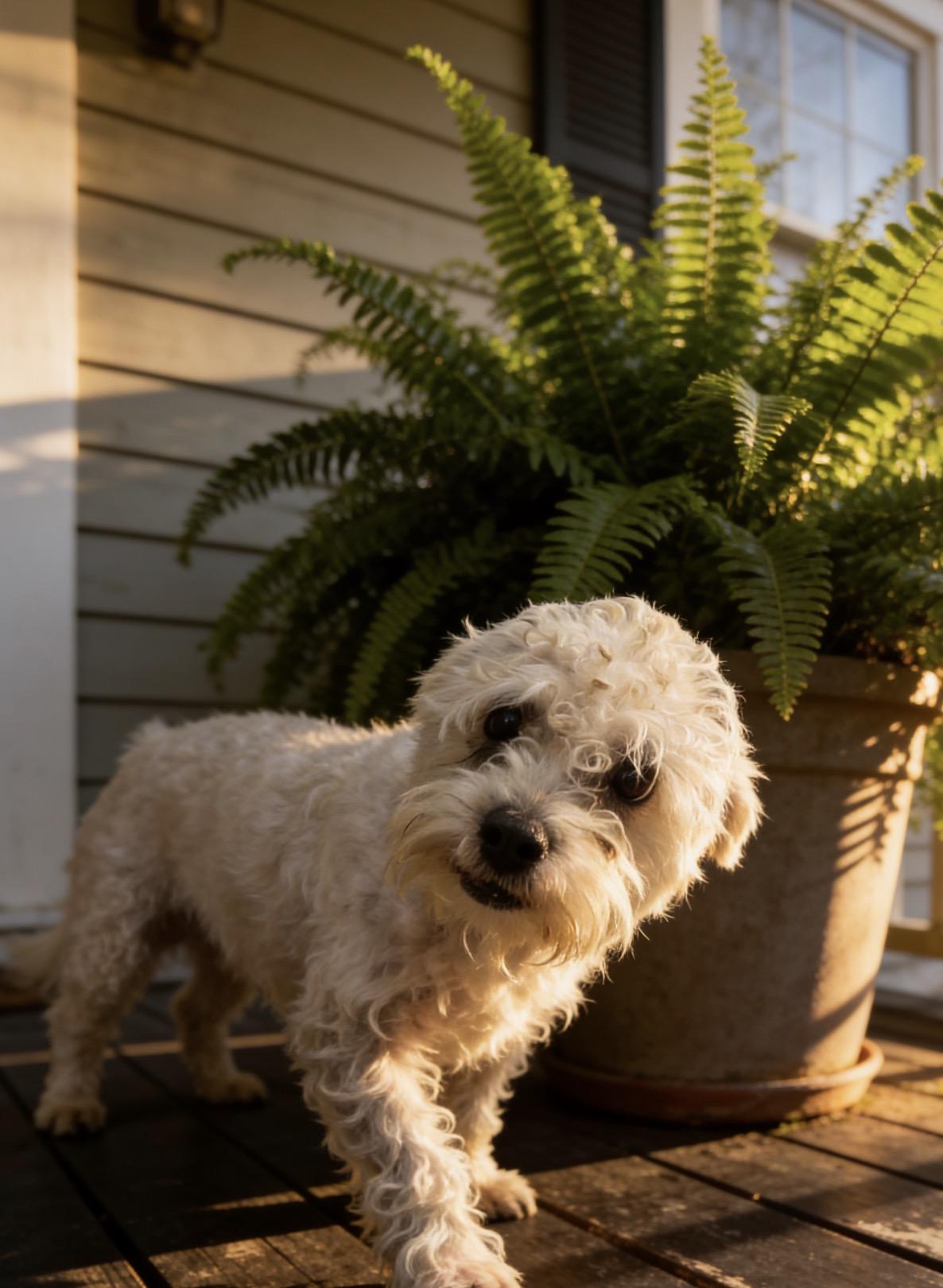 Ice, ADOPTABLE, Adult Female Maltipoo.
