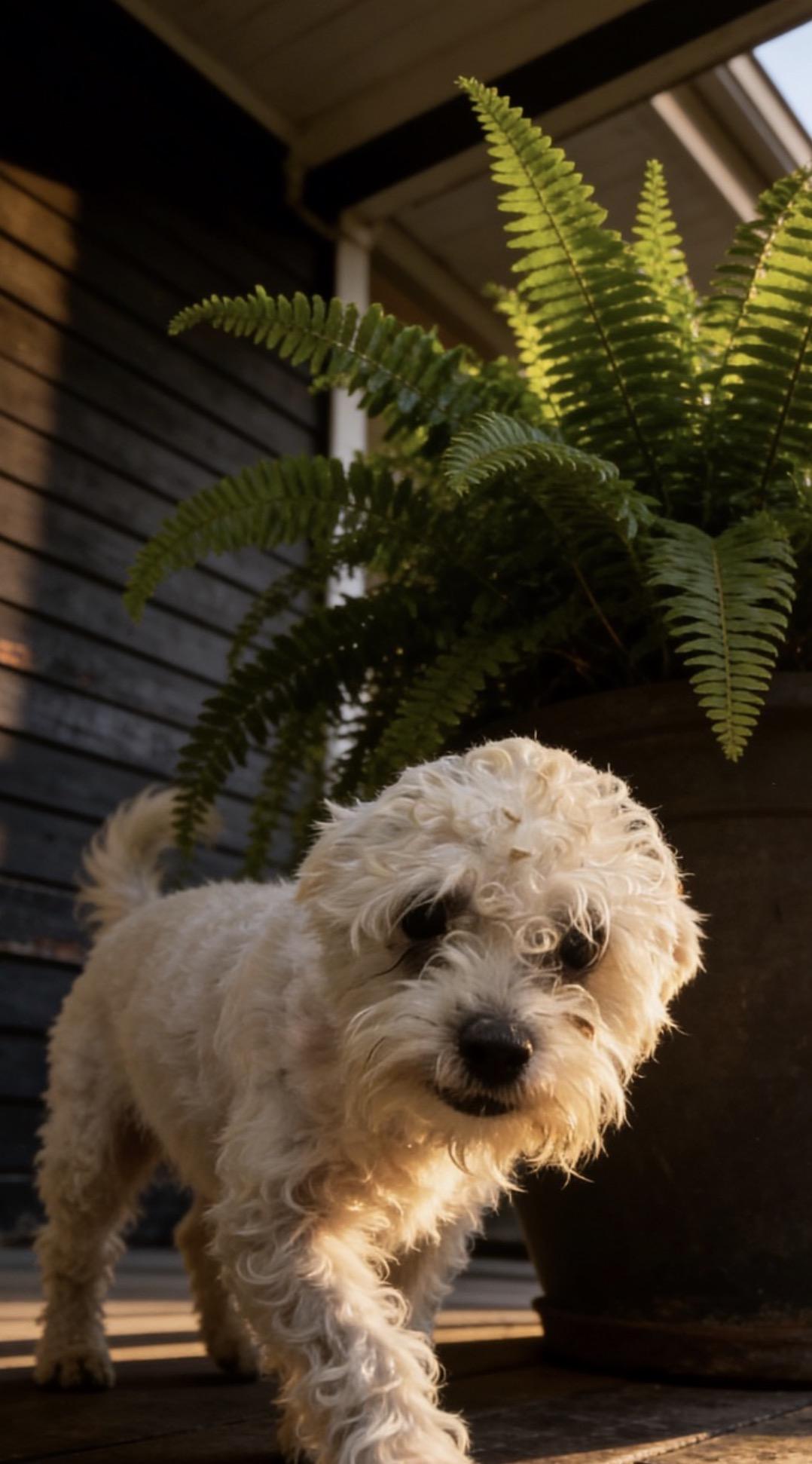 Enlarge Coco Puff, a ADOPTABLE mixed breed in Los Angeles, CA image 3/3