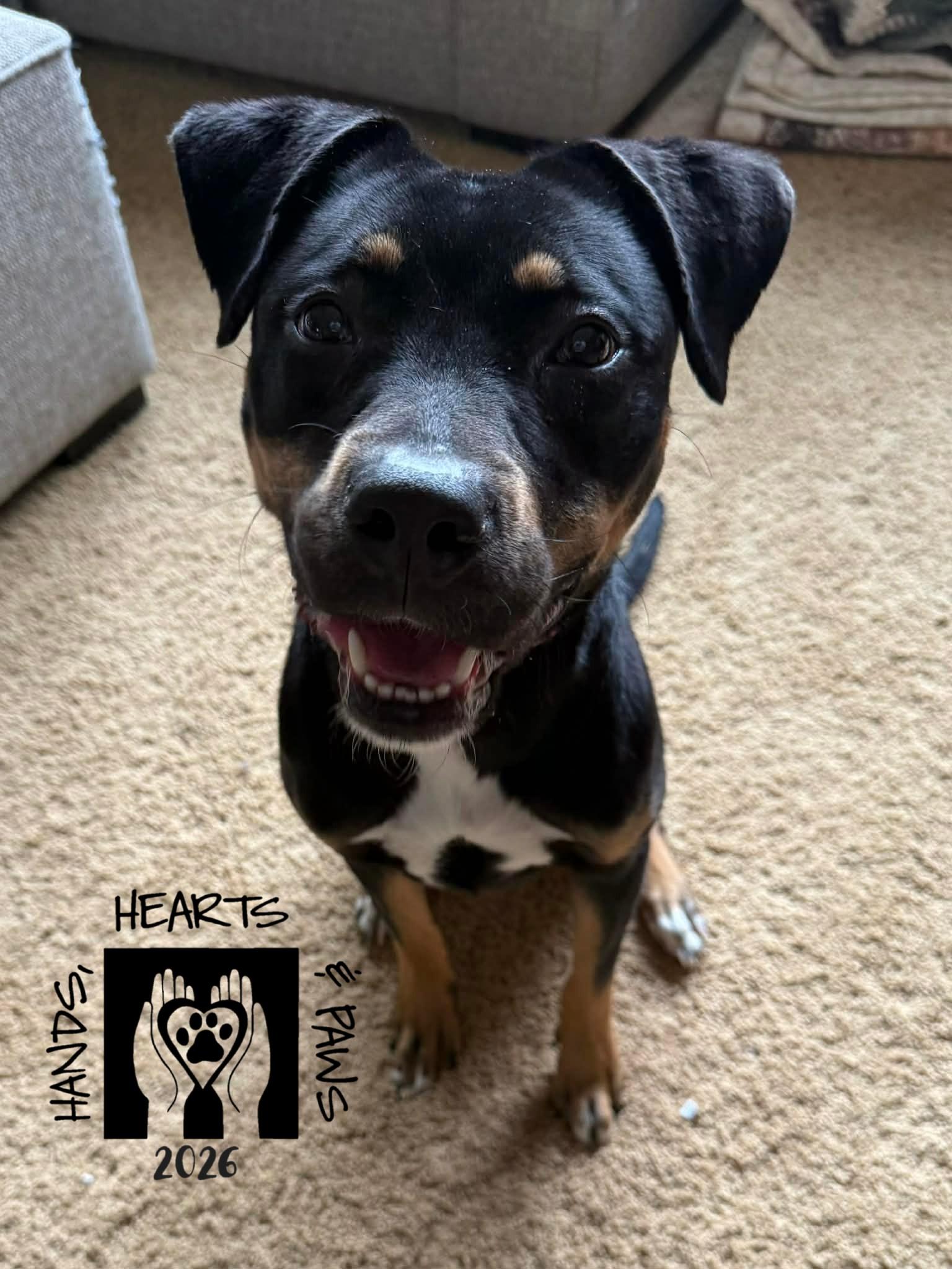 Enlarge Zosia, an adoptable mixed breed in Omaha, NE image 2/2