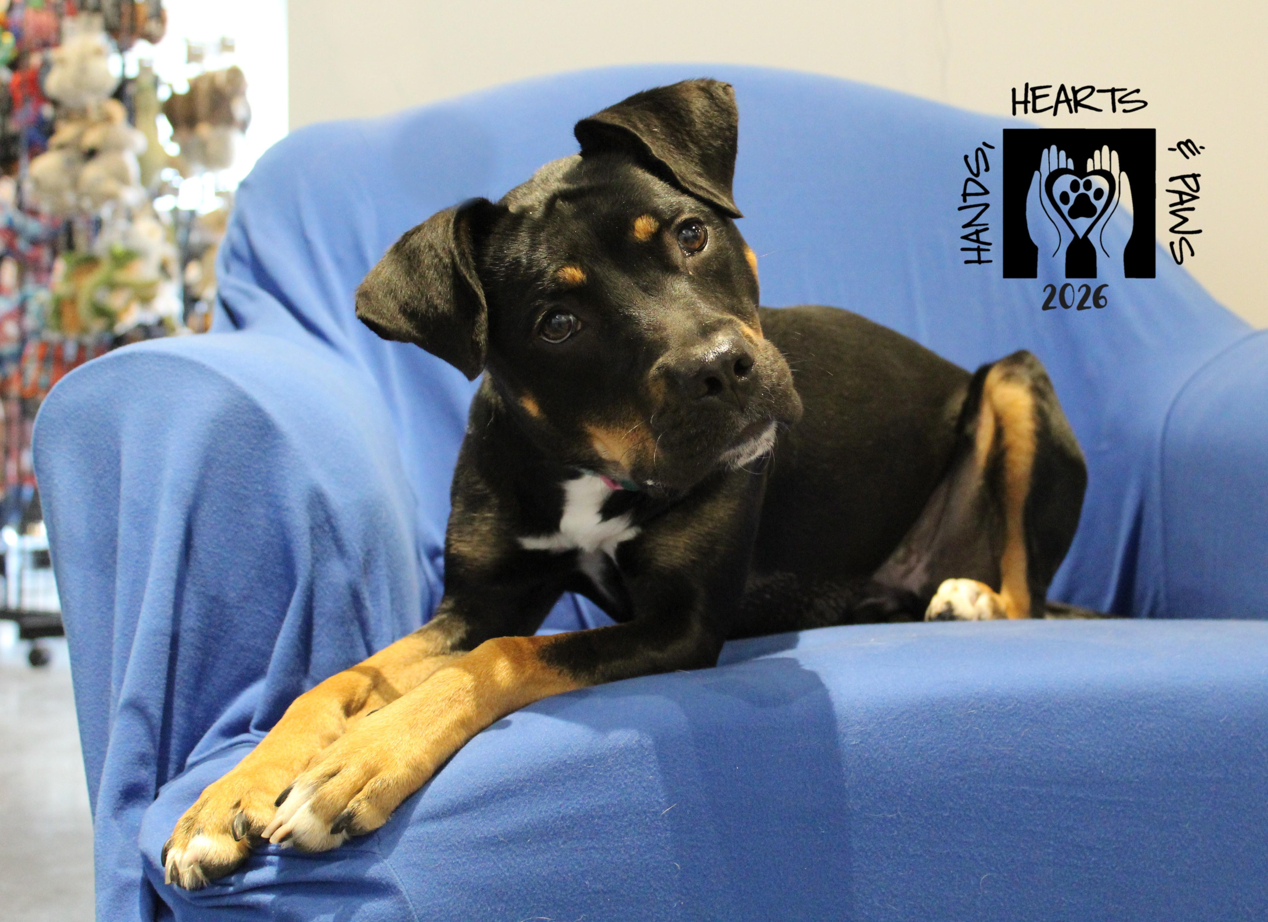 Zosia, adoptable, Adult Female Terrier.