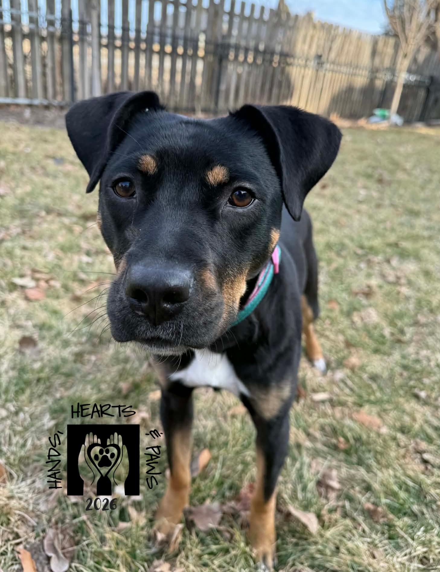 Enlarge Zosia, an adoptable mixed breed in Omaha, NE image 4/6