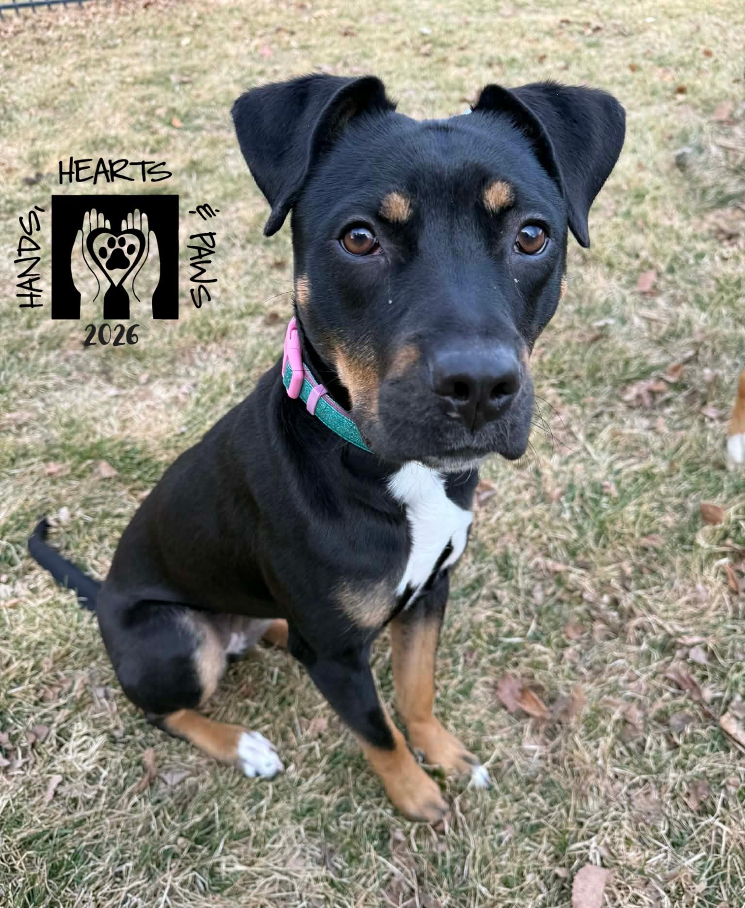 Enlarge Zosia, an adoptable mixed breed in Omaha, NE image 1/6