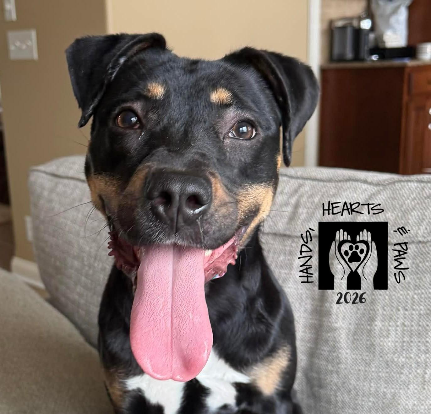 Enlarge Zosia, an adoptable mixed breed in Omaha, NE image 1/2