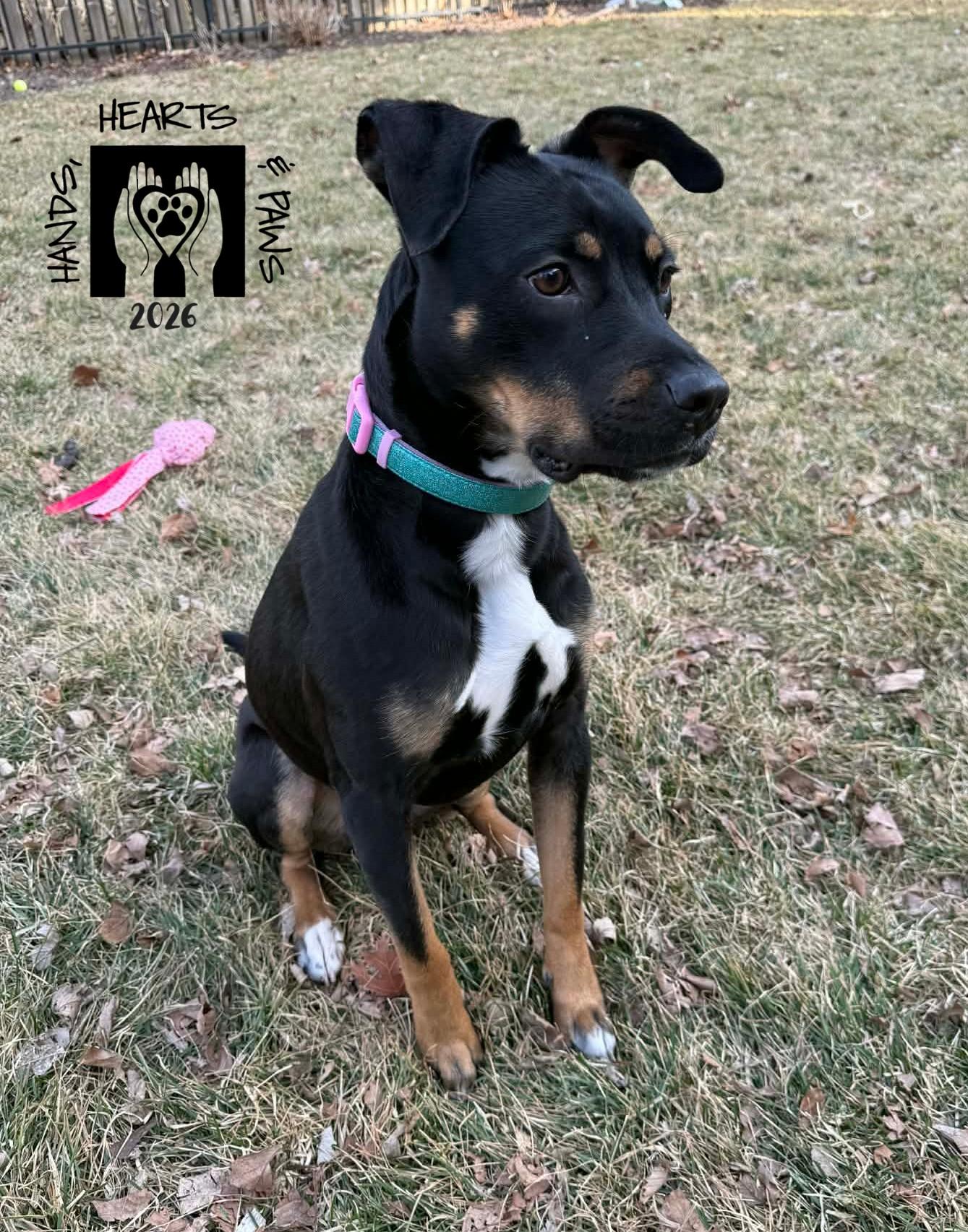 Enlarge Zosia, an adoptable mixed breed in Omaha, NE image 5/6