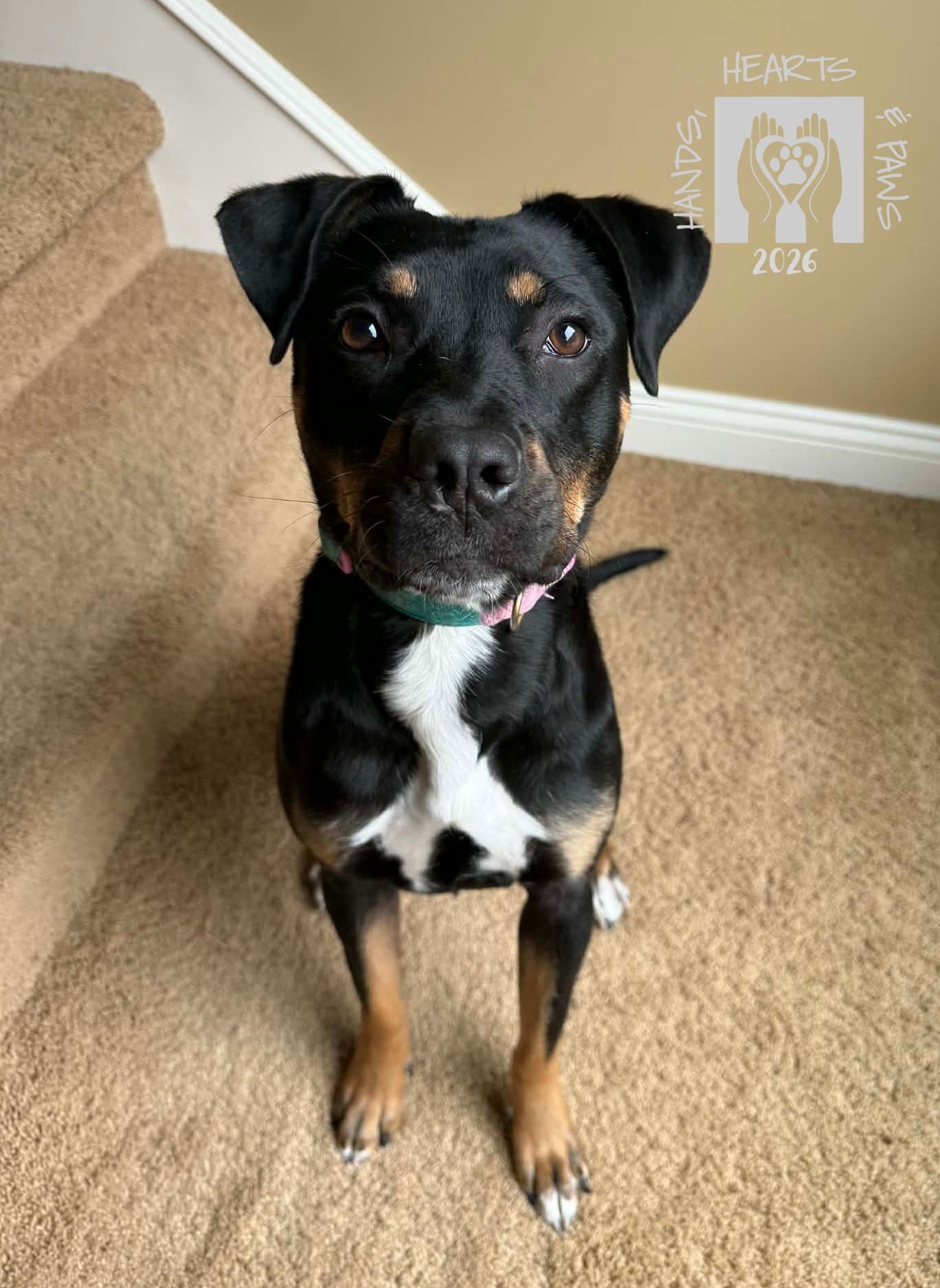 Enlarge Zosia, an adoptable mixed breed in Omaha, NE image 3/6