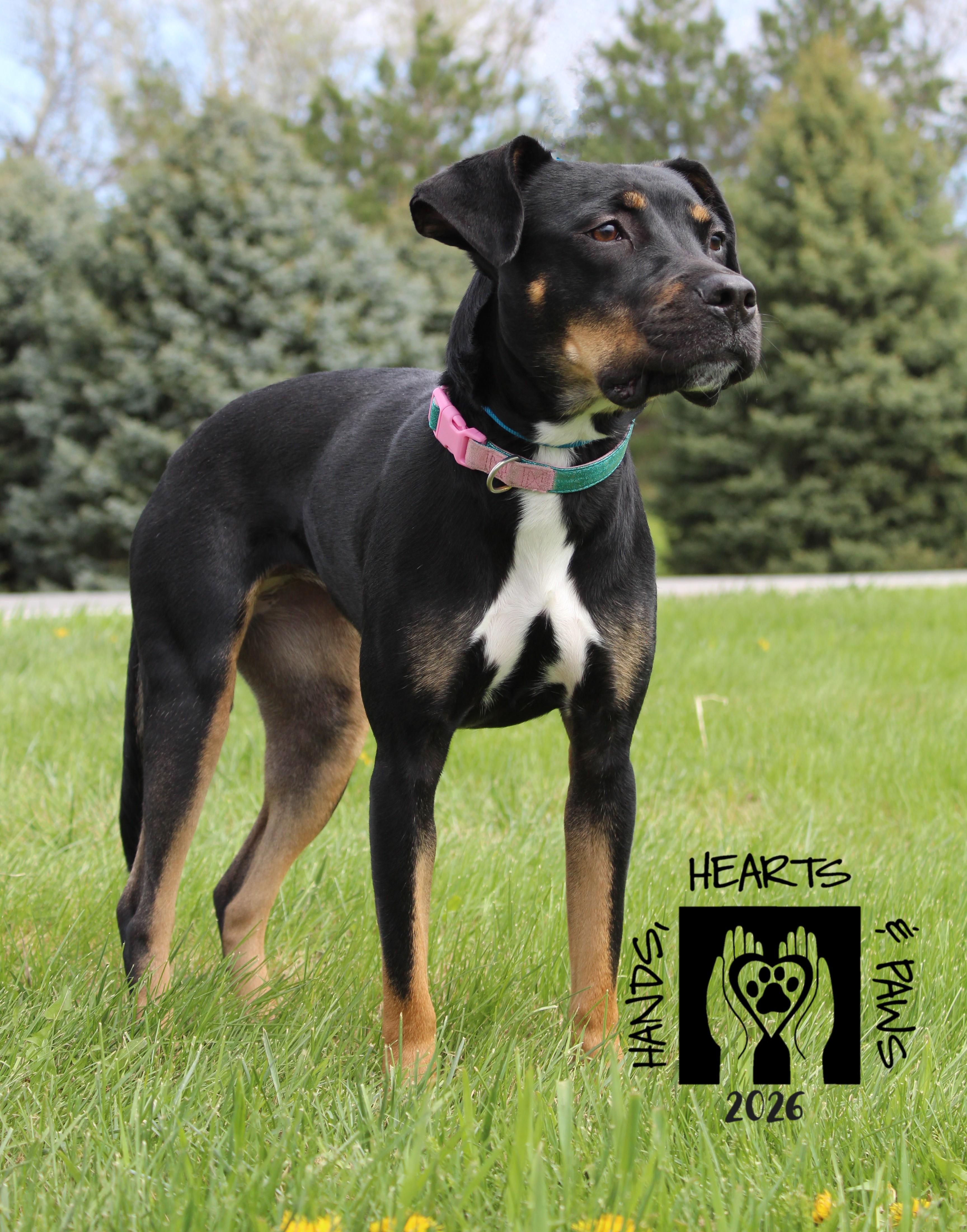 Enlarge Zosia, an adoptable mixed breed in Omaha, NE image 5/6