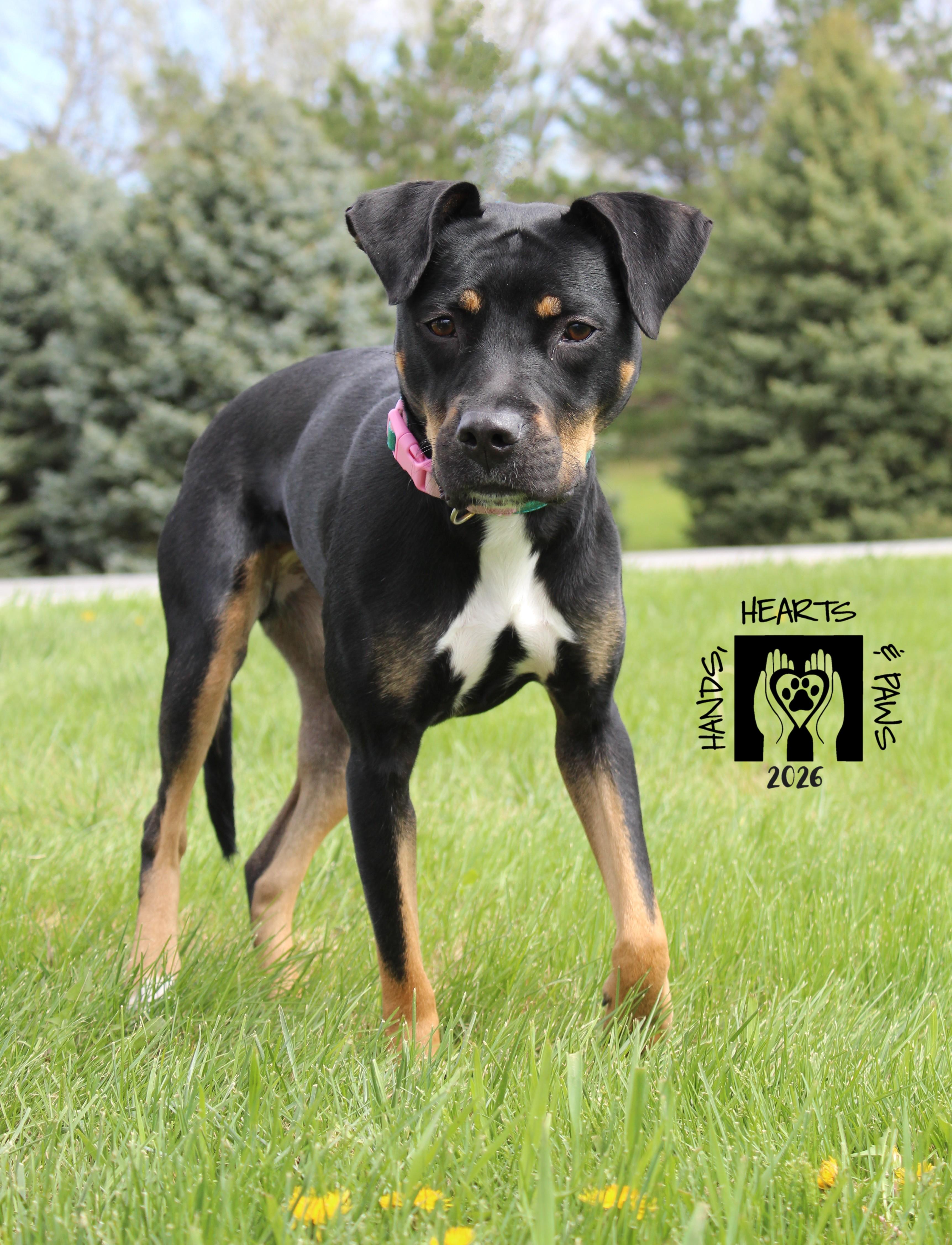 Enlarge Zosia, an adoptable mixed breed in Omaha, NE image 4/6
