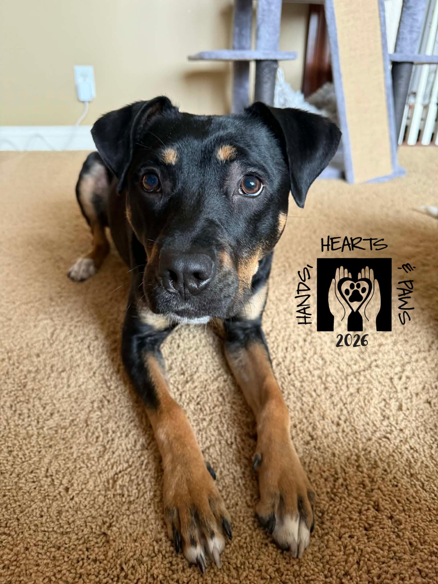 Enlarge Zosia, an adoptable mixed breed in Omaha, NE image 6/6
