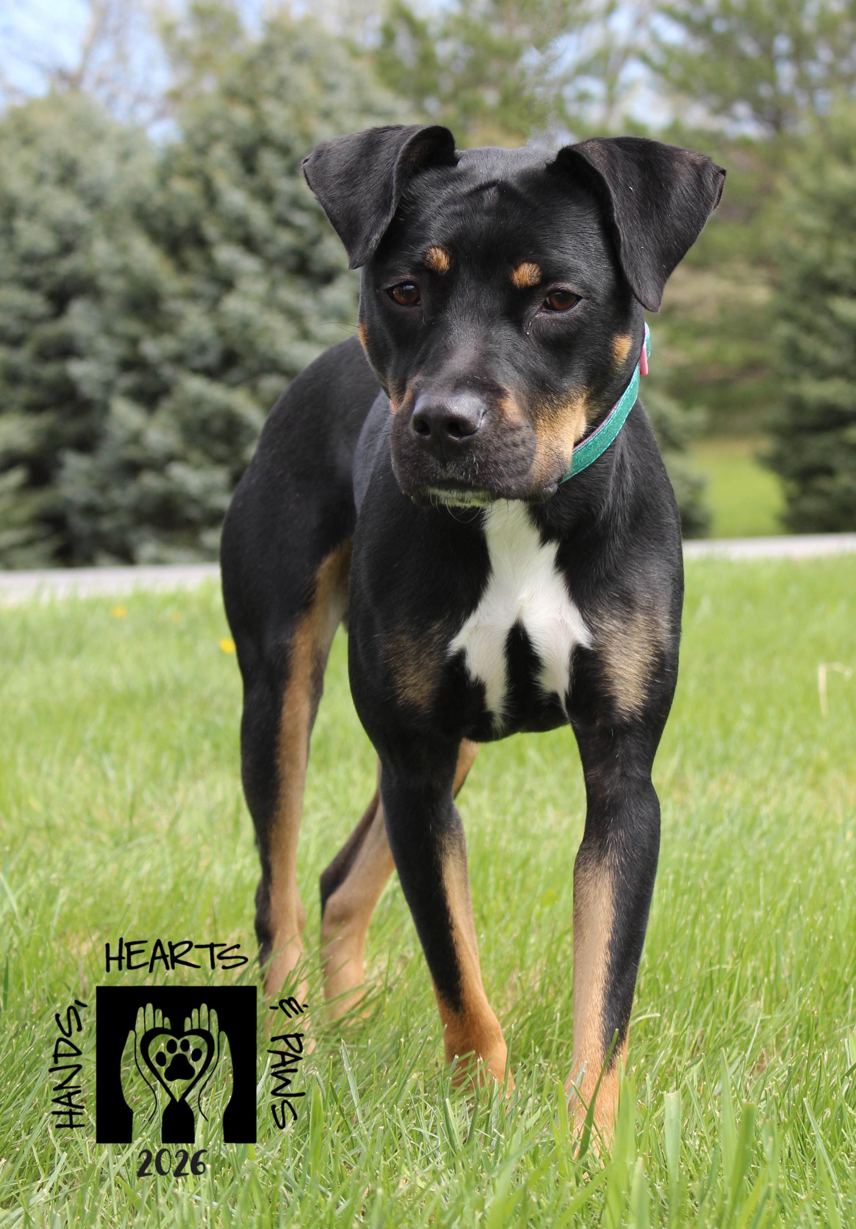 Enlarge Zosia, an adoptable mixed breed in Omaha, NE image 6/6