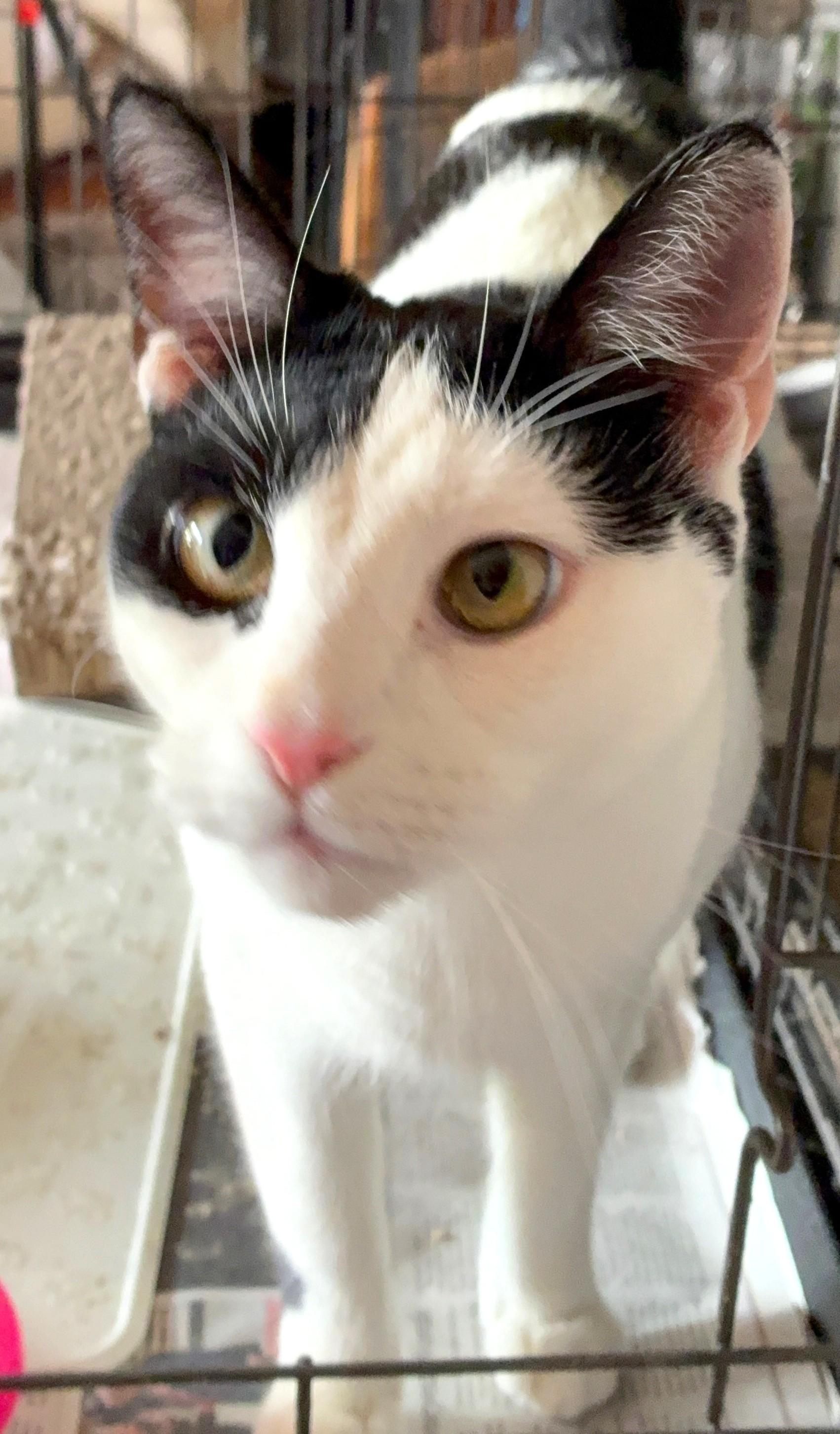 Enlarge Charon, a ADOPTABLE Domestic Short Hair in Great Neck, NY image 1/4