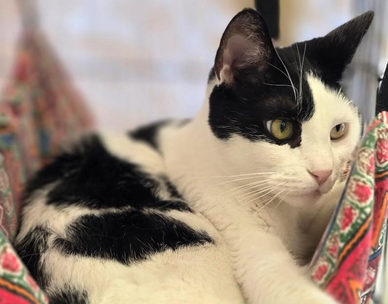 Charon, a ADOPTABLE Domestic Short Hair in Great Neck, NY image 2/6