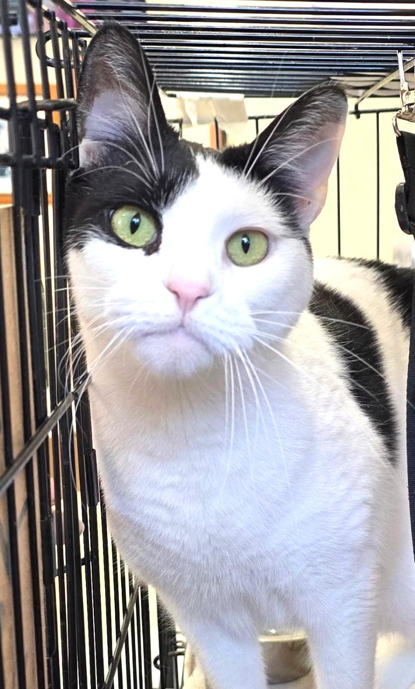 Charon, a ADOPTABLE Domestic Short Hair in Great Neck, NY image 1/6