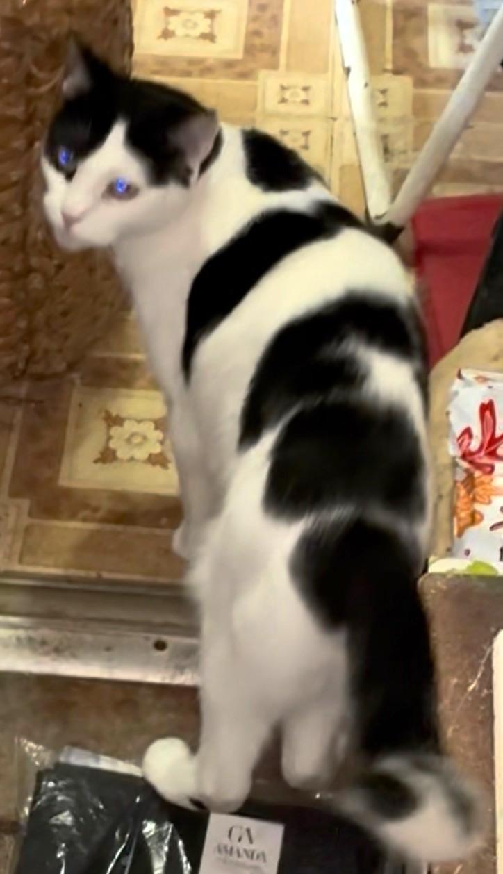 Enlarge Charon, a ADOPTABLE Domestic Short Hair in Great Neck, NY image 3/4