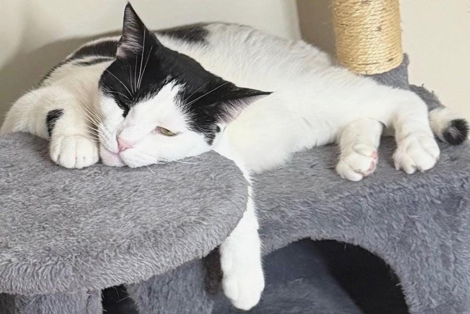 Enlarge Charon, a ADOPTABLE Domestic Short Hair in Great Neck, NY image 4/4