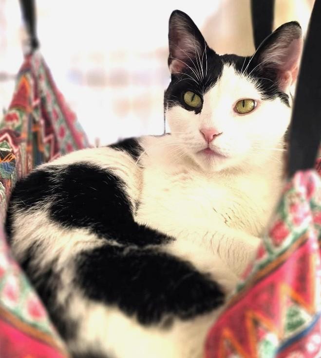 Charon, a ADOPTABLE Domestic Short Hair in Great Neck, NY image 3/6