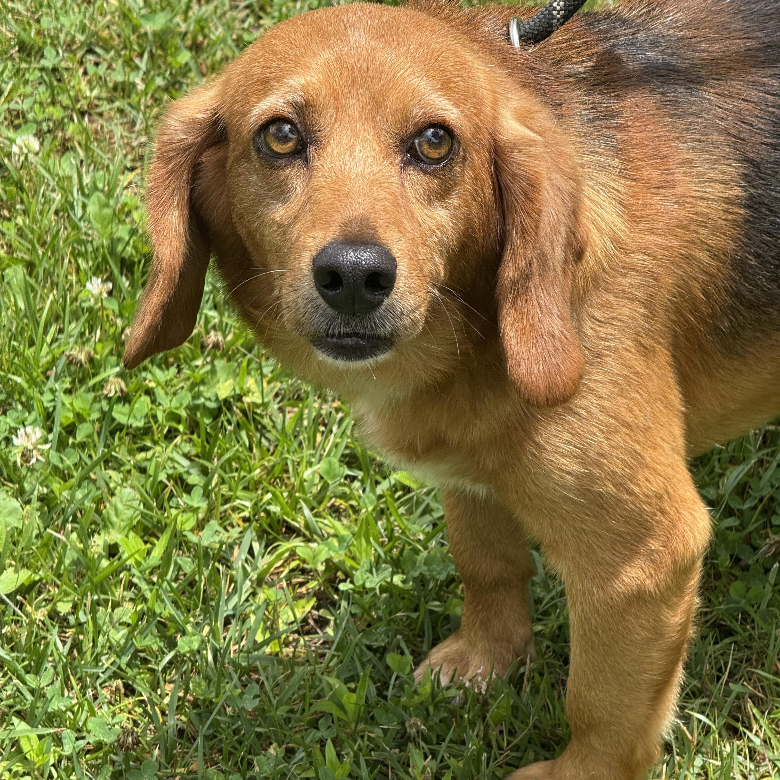 John Deer, an adopted Beagle in Richmond, VA image 2/6