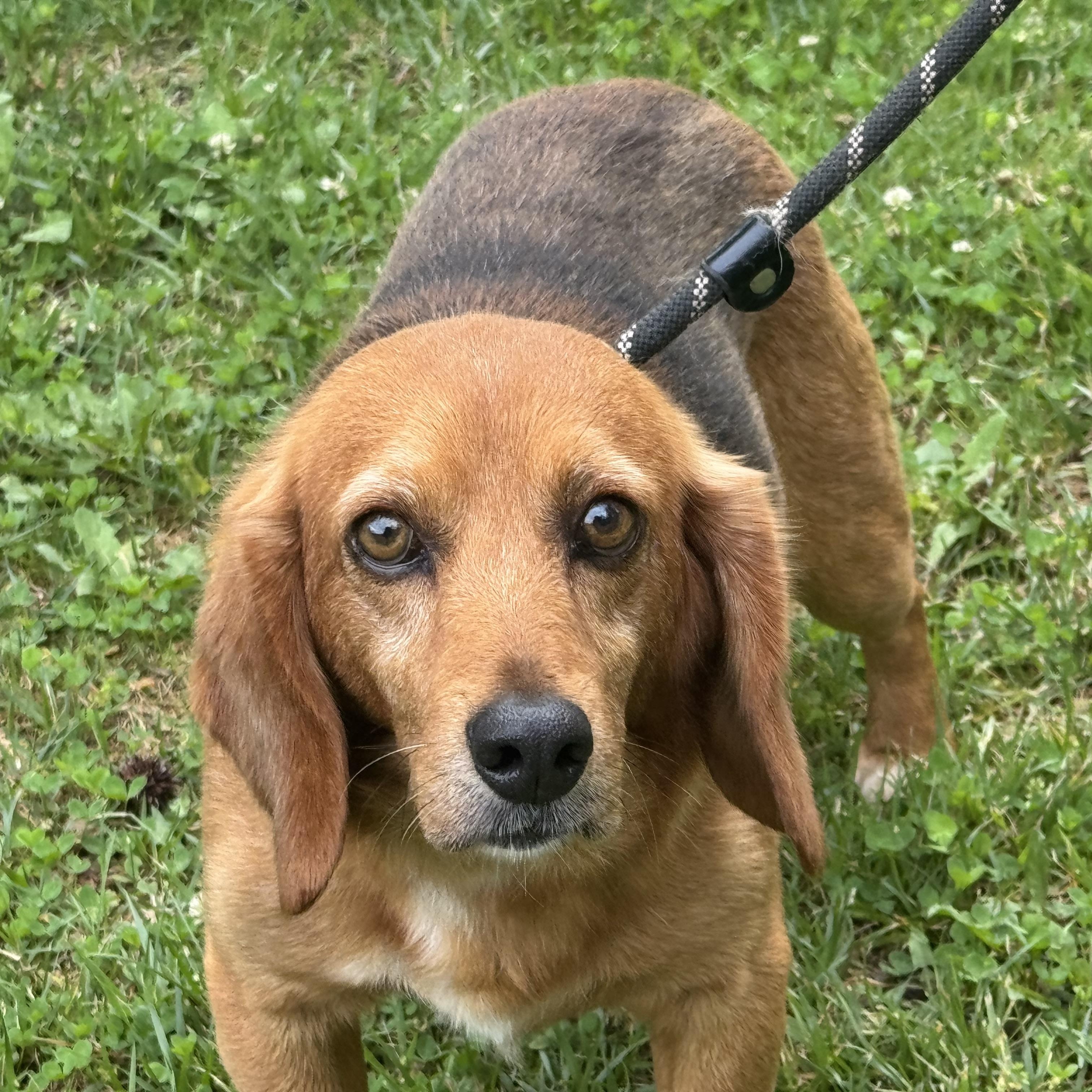 John Deer, an adopted Beagle in Richmond, VA image 5/6
