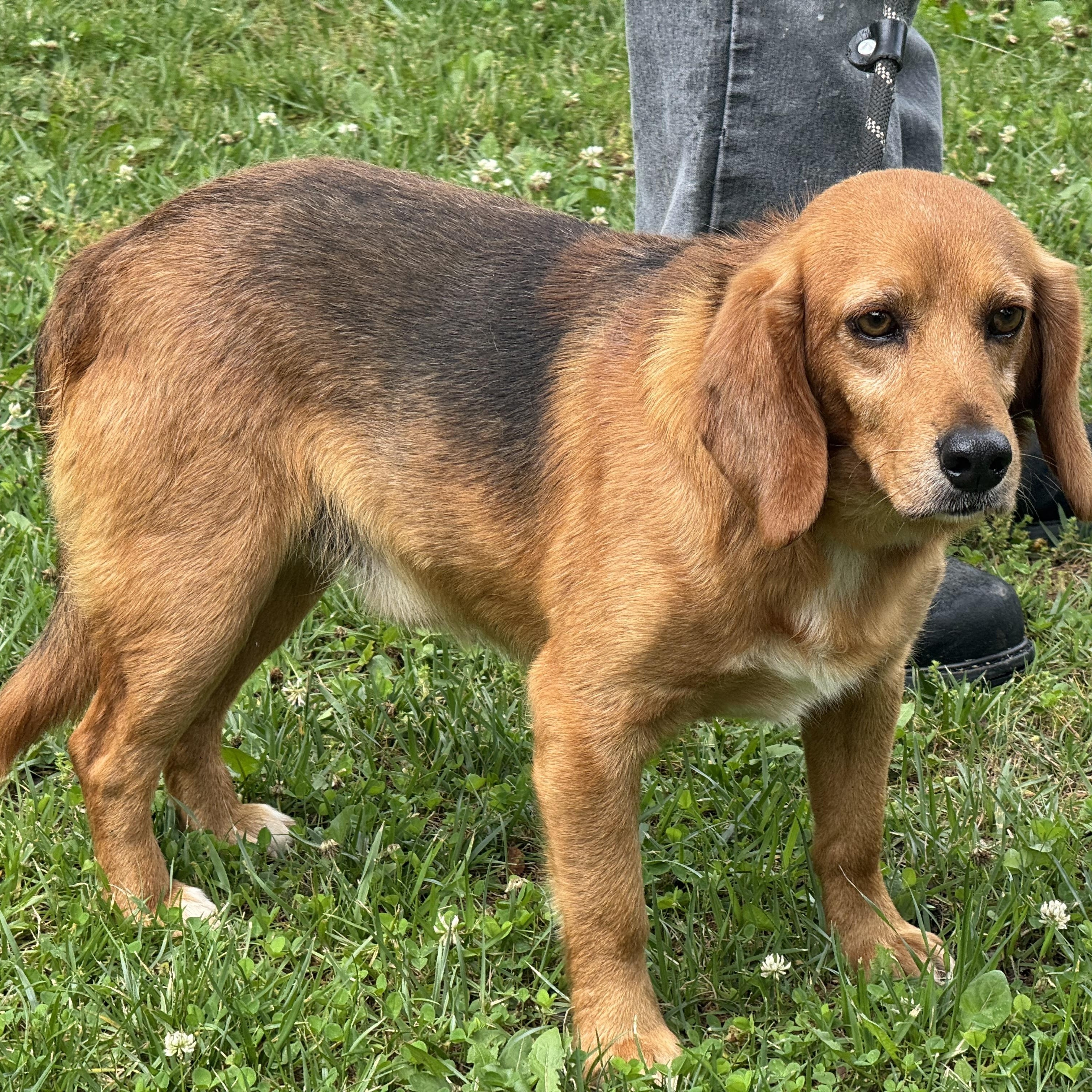 John Deer, an adopted Beagle in Richmond, VA image 3/6