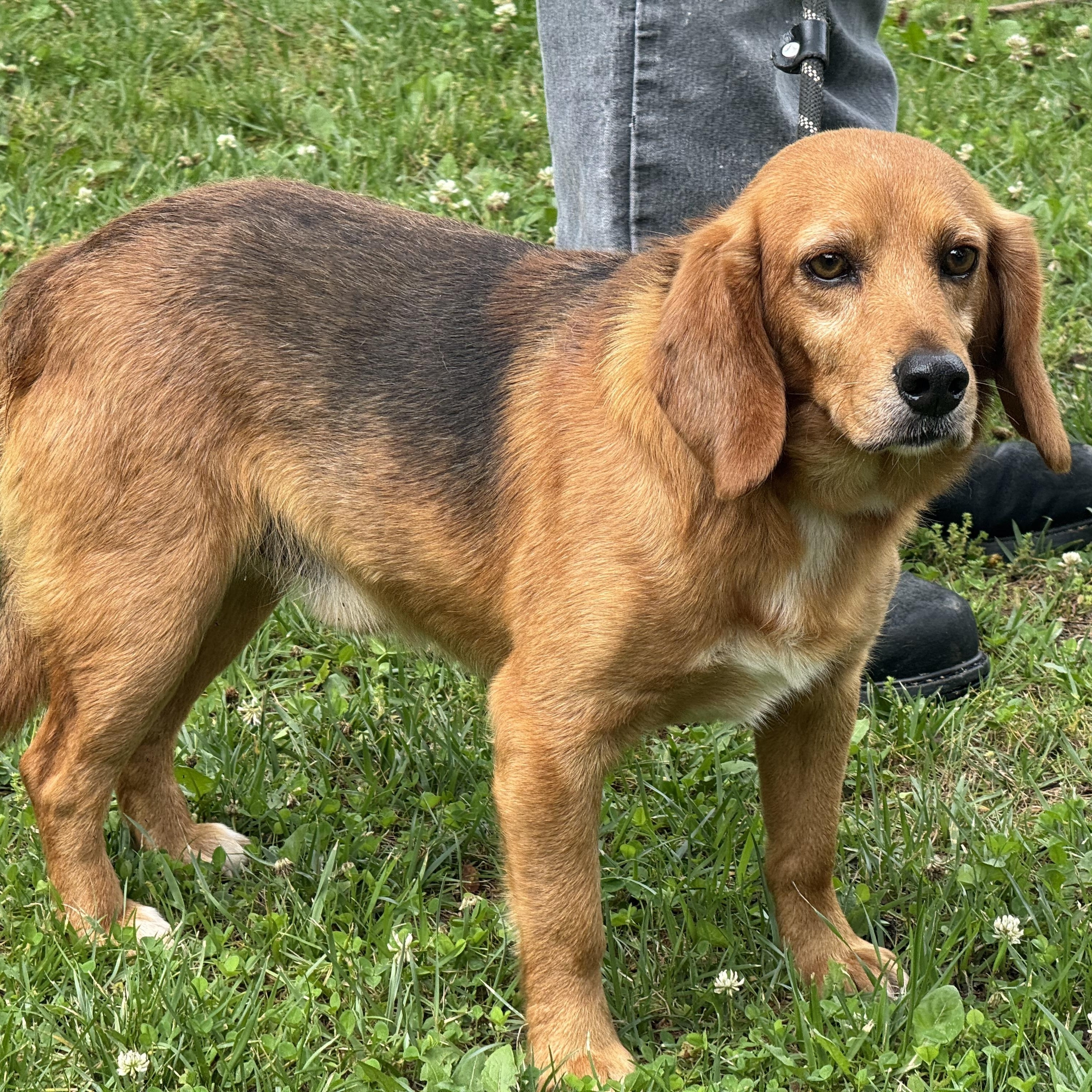 John Deer, an adopted Beagle in Richmond, VA image 6/6