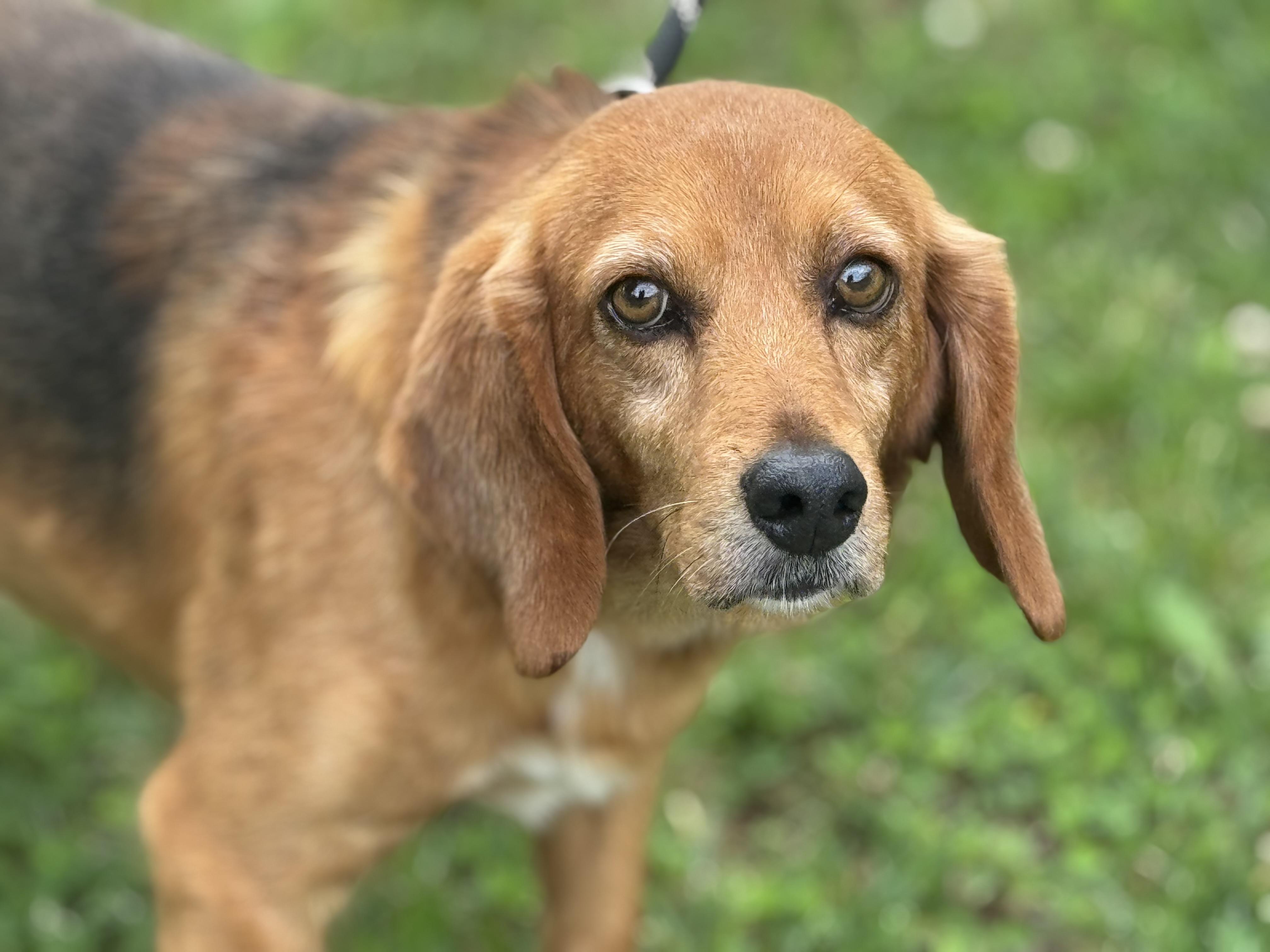 John Deer, an adopted Beagle in Richmond, VA image 4/6