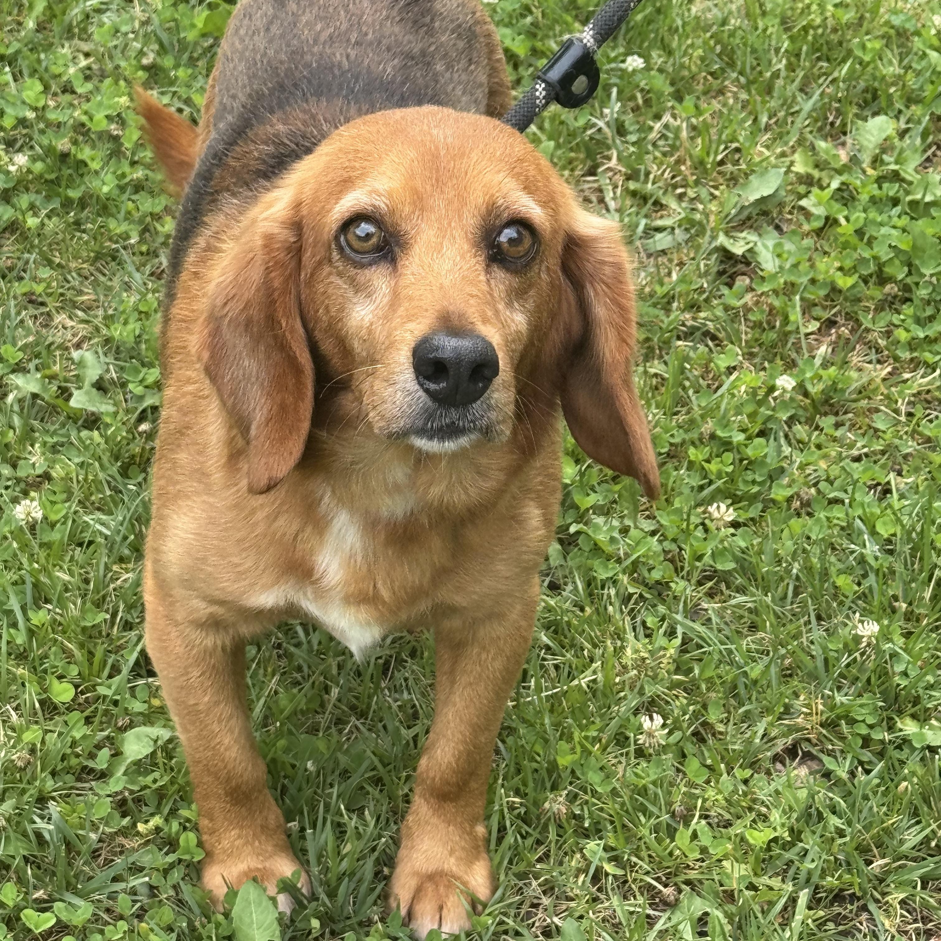 John Deer, adopted, Adult Male Beagle.